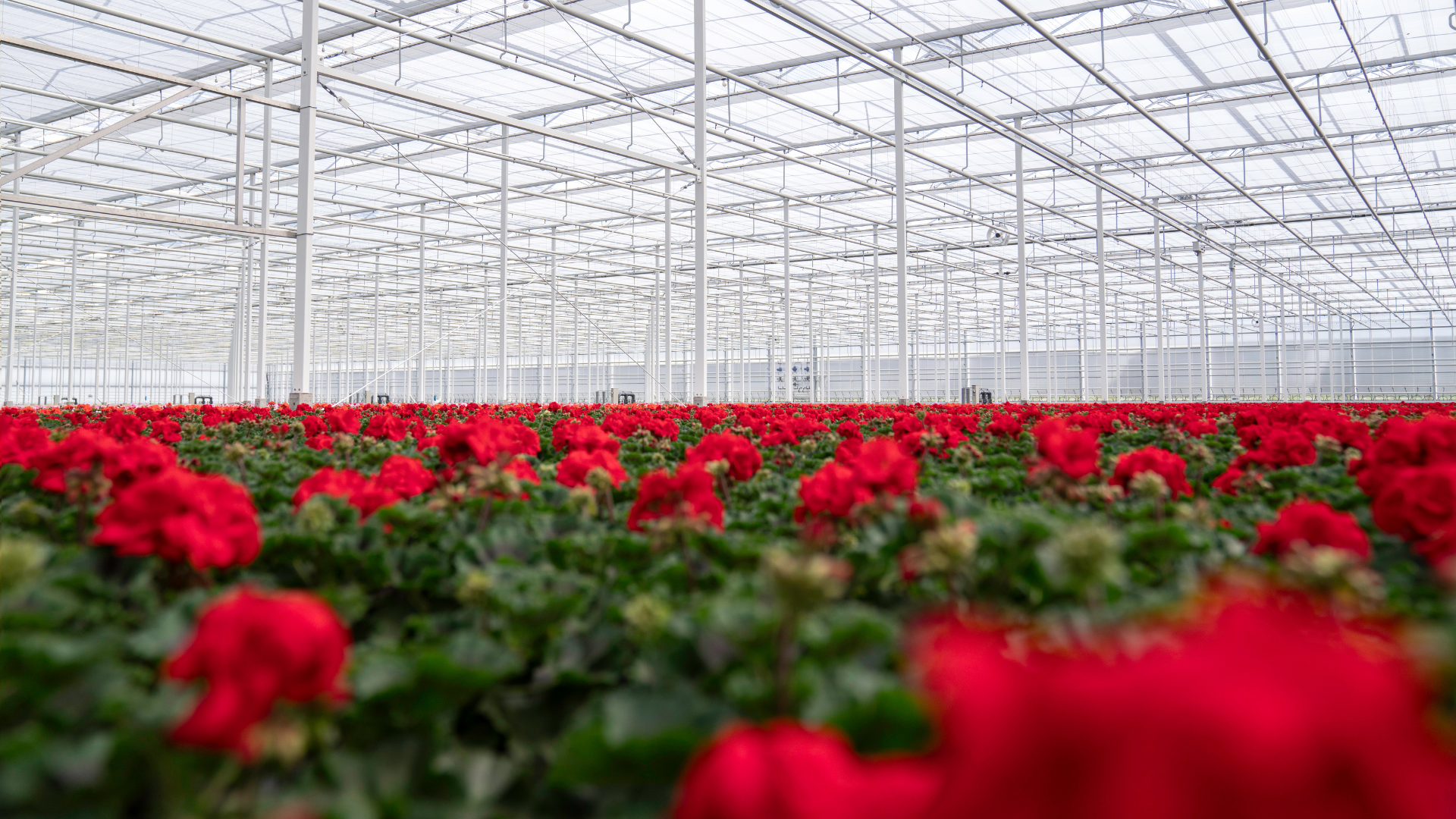 CS - Bergcamp - PARPerfect - Flowers - Netherlands.png