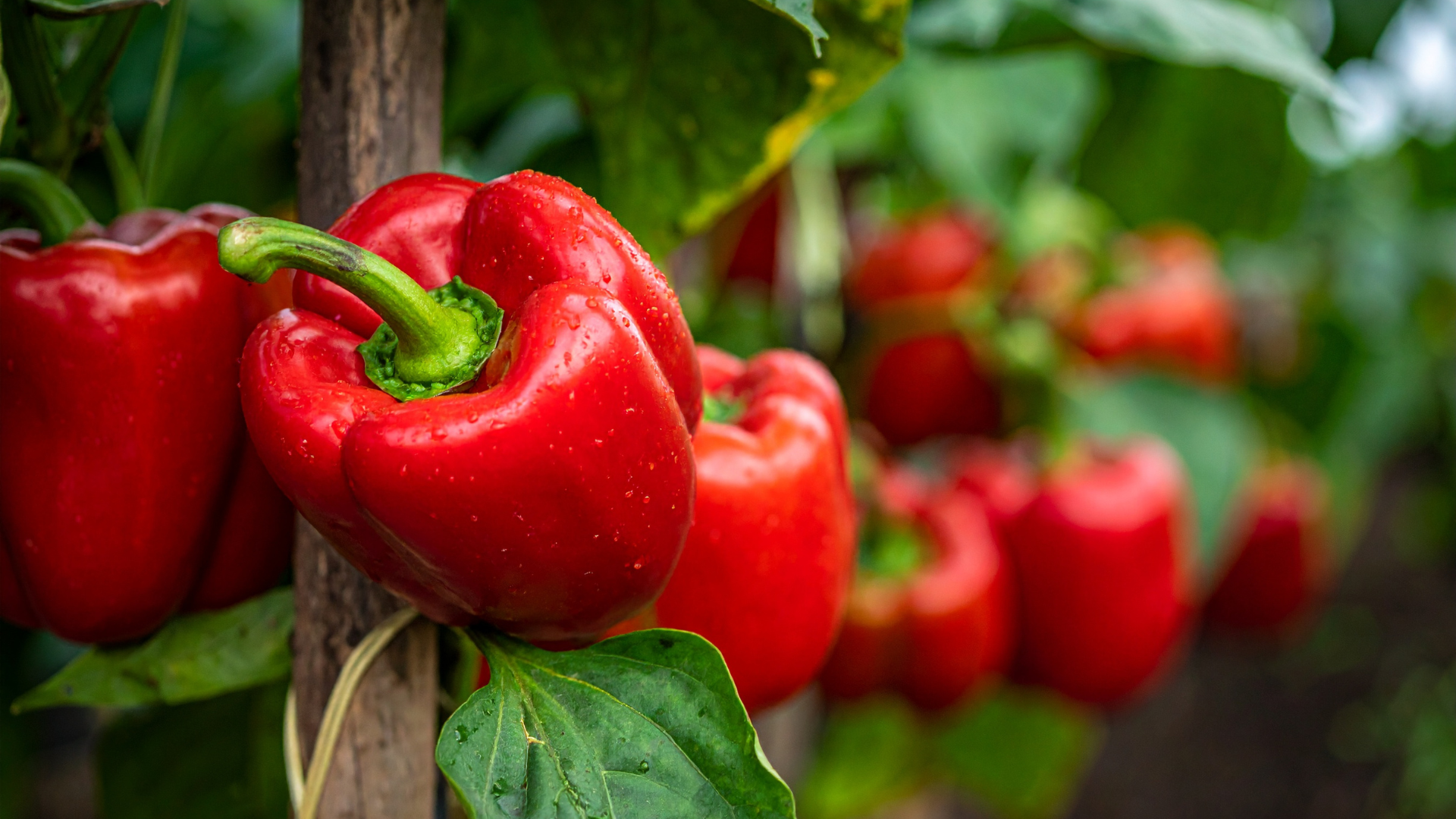 CS - Red Bell Peppers - Stock Photo - Peppers - Crops.png