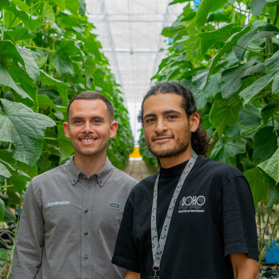 CS - Sebastien - LSMX - Grower - Know How - 2026 - Cucumbers.png