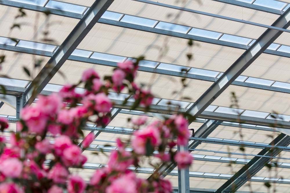 CS2026 Uystel bloemen NL.jpg