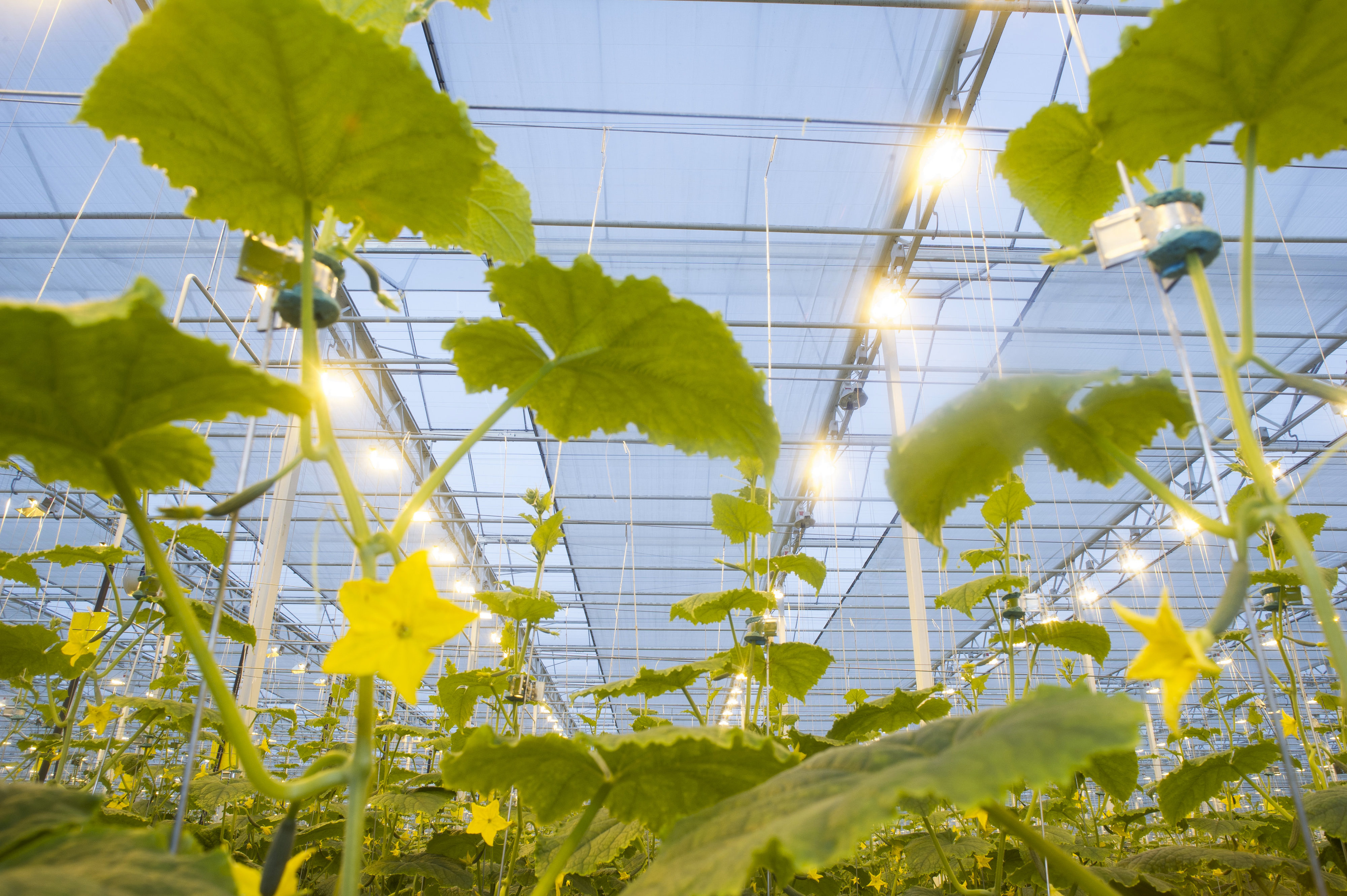 cs - dsc_5738marblefarms.jpg