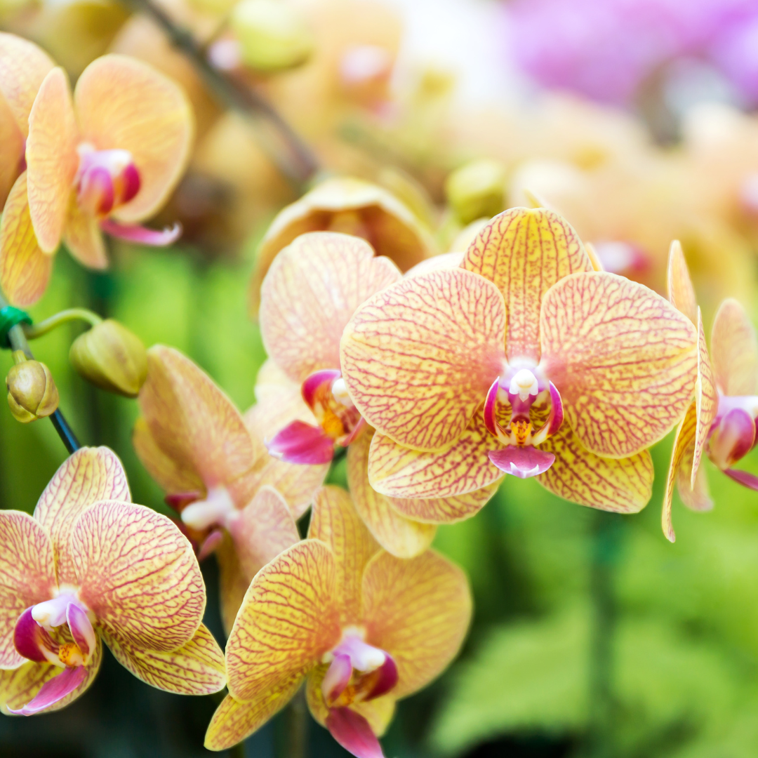CS - Crop pages - Orchids - Yellow Orchid.png