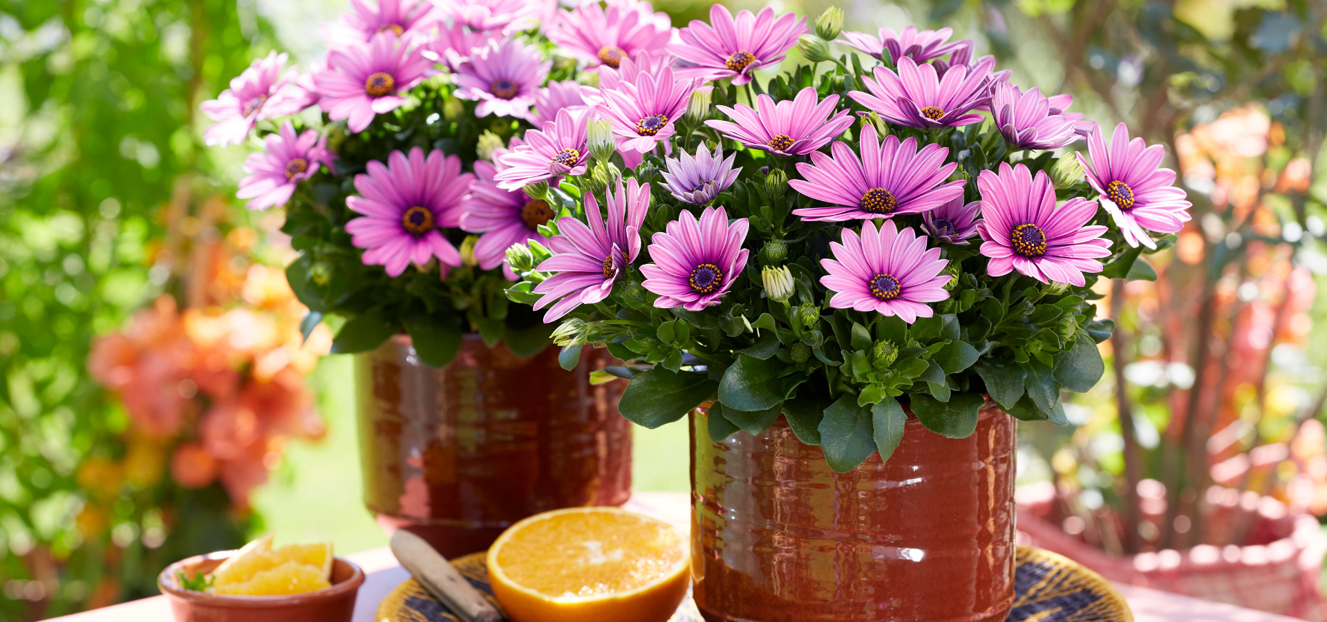 cs - hendrik - senorita-lola-osteospermum-10_0.jpg
