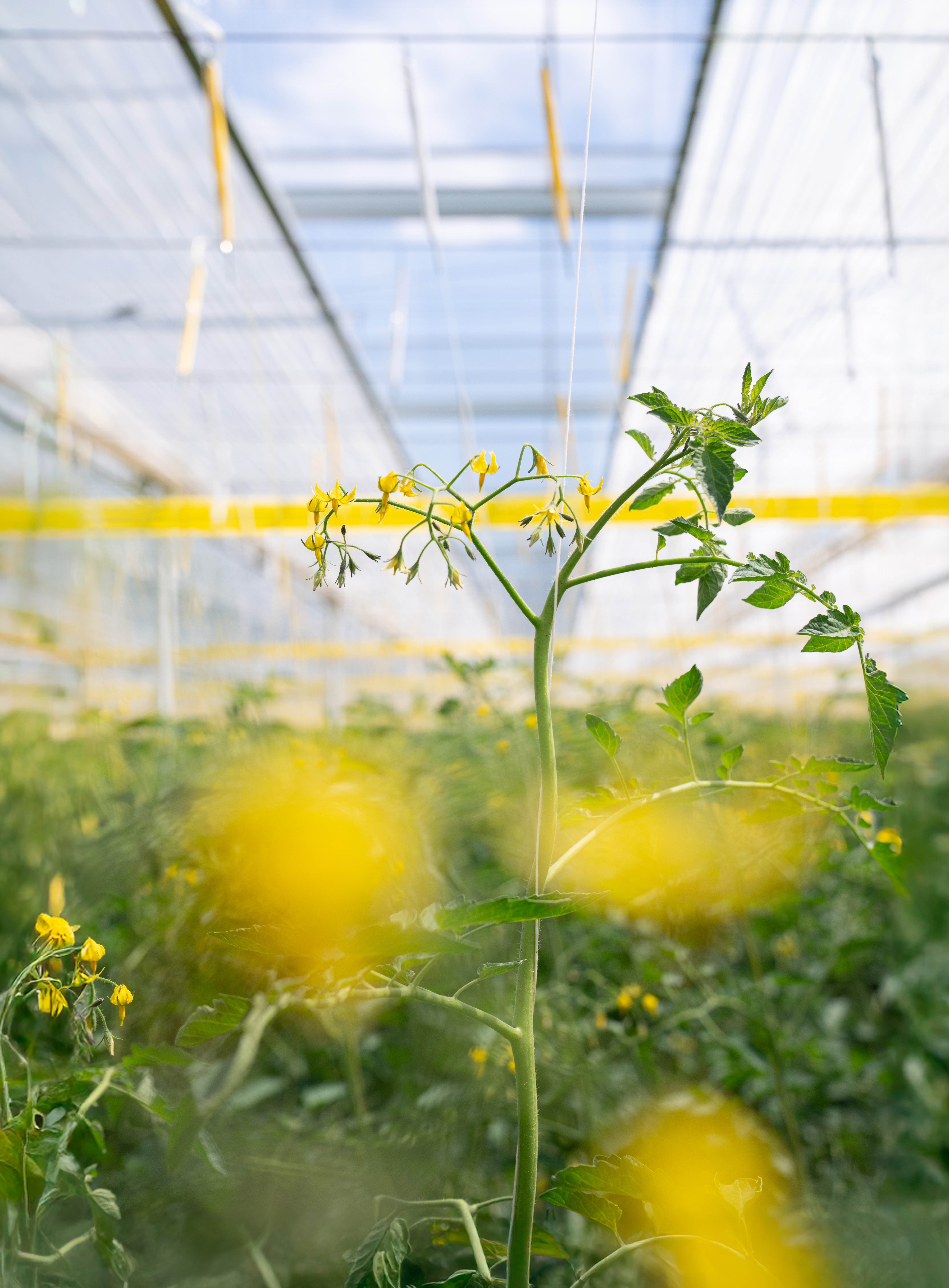 CS - TVA Farms - Netherlands - Tomatoes - Luxous Light FR - Energy Monitor - Crop photo
