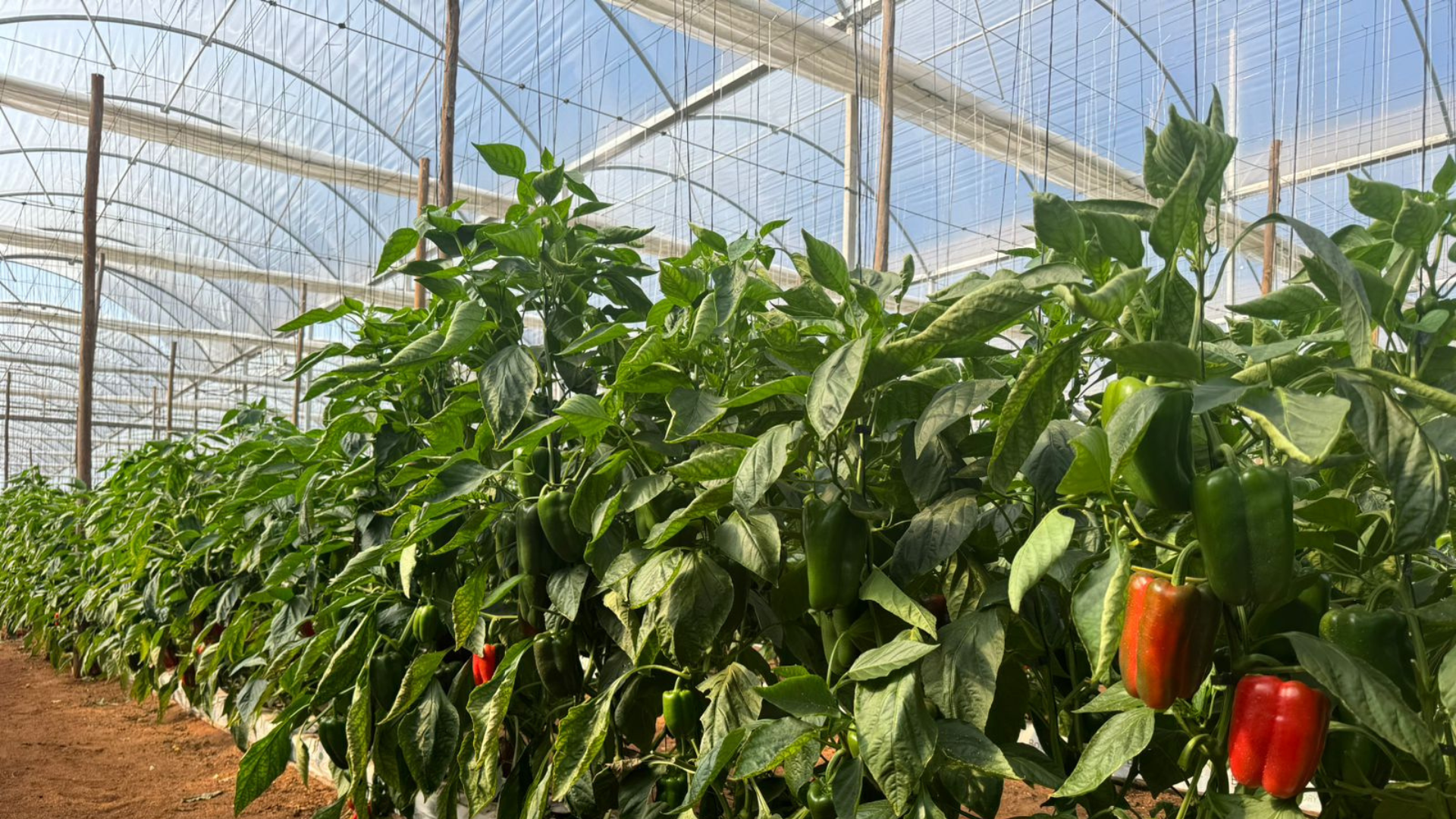 CS - Reynaldo Almeida - Brazil - Peppers - Hot Climate - Xsect Xtreme.png