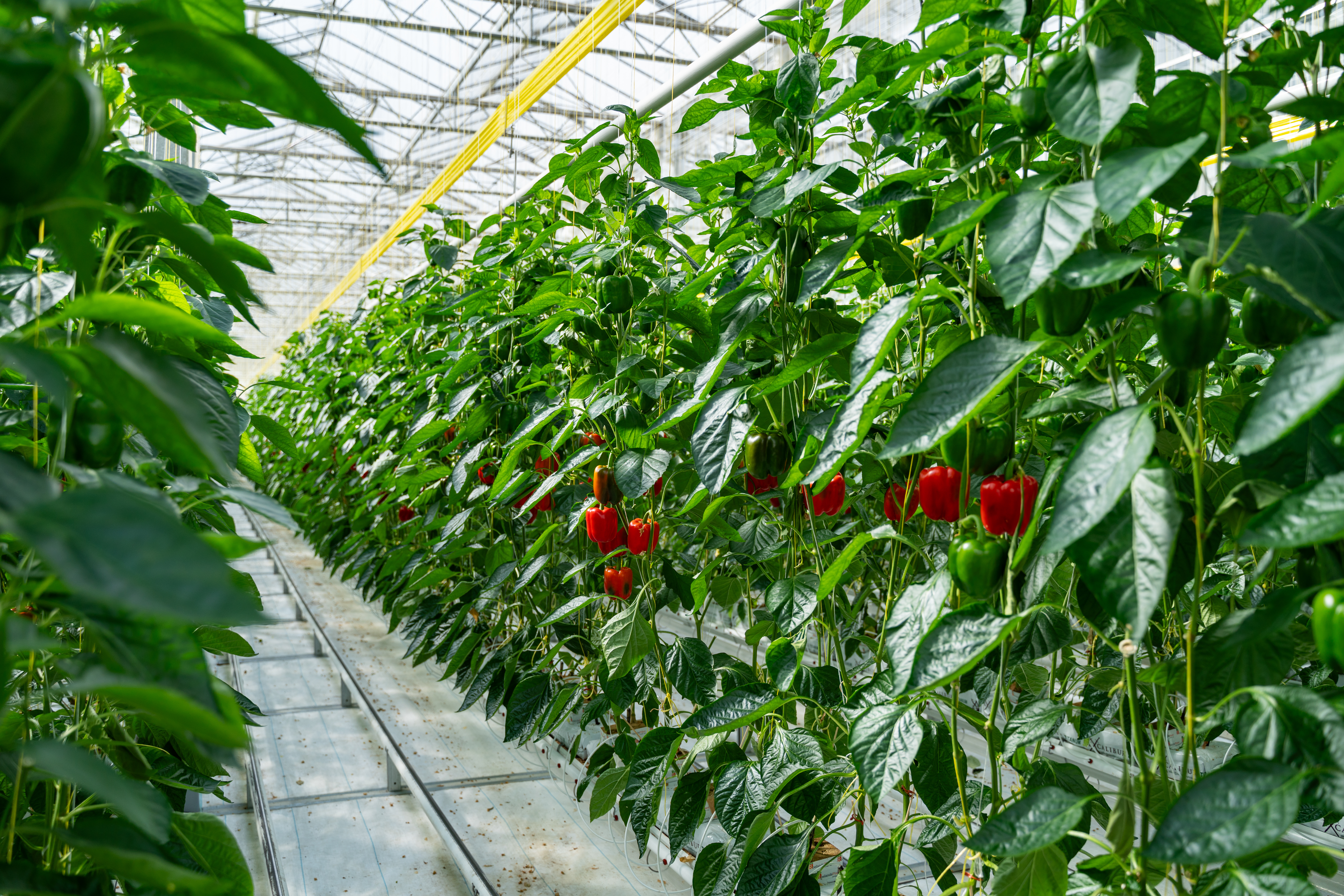 CS - Twin Creeks - Peppers - Canada - Luxous