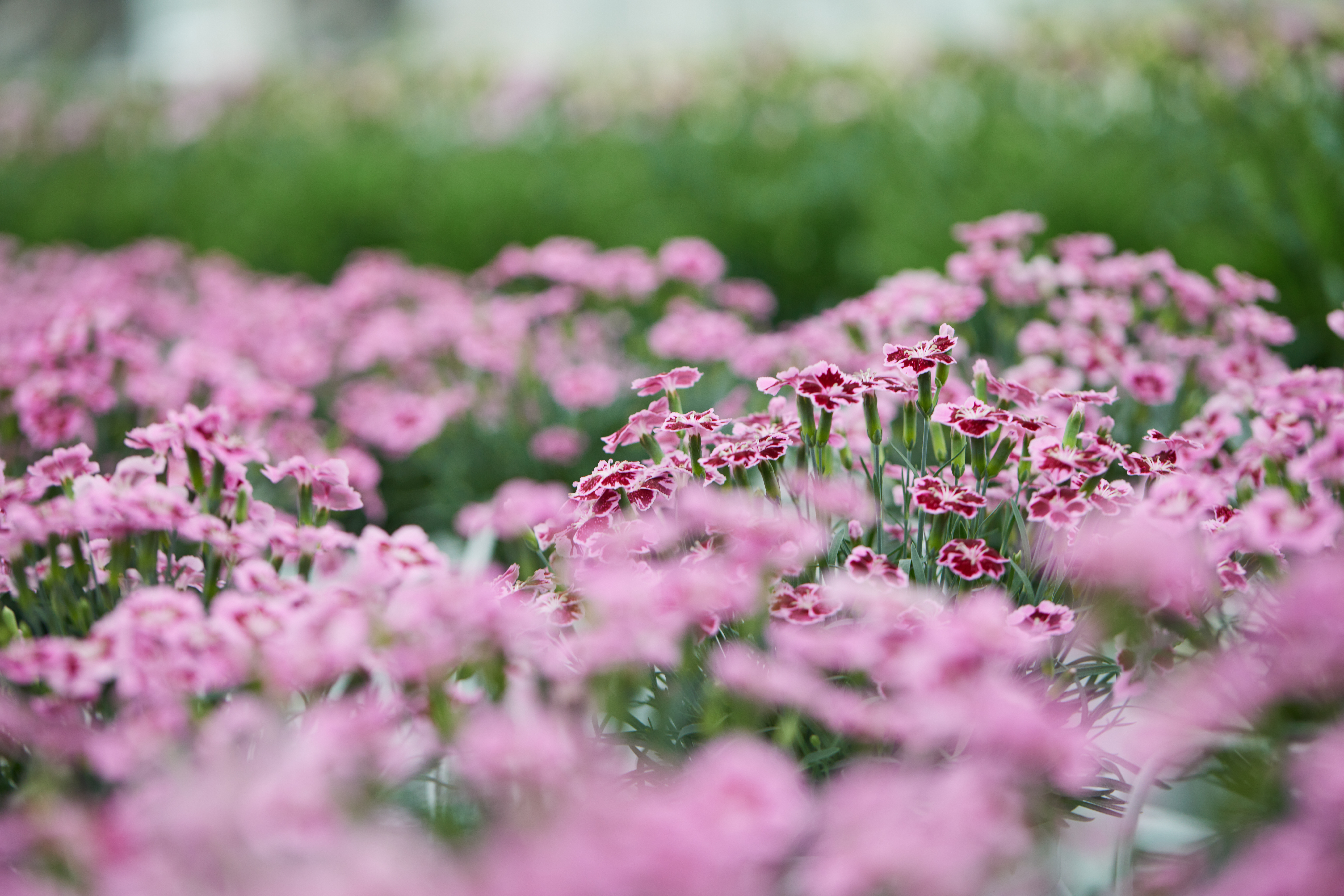 CS - Tangchao Horticulture - China - PARperfect - Flowers