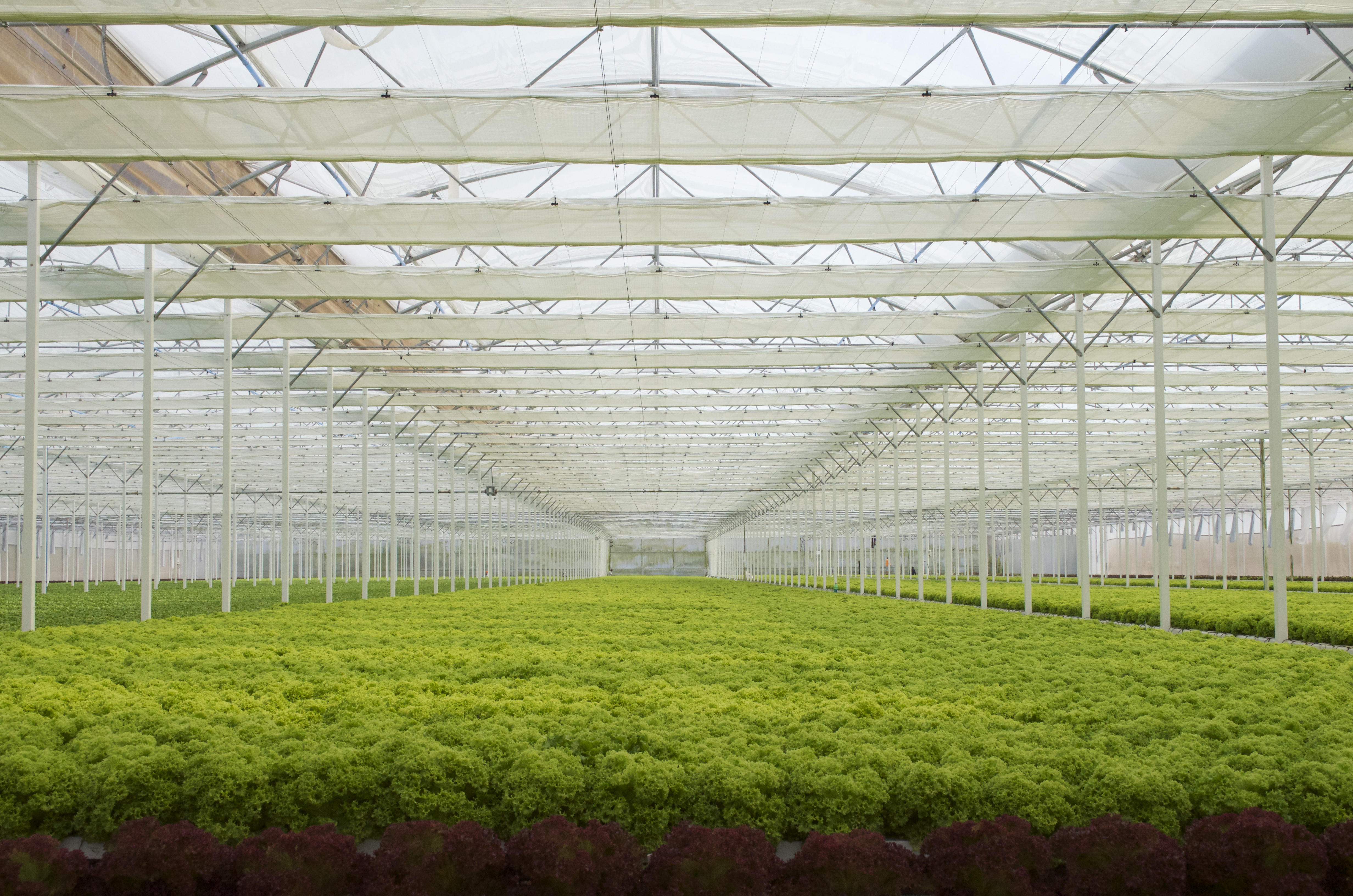 cs - la cruz - greenhouse greens kale.jpg