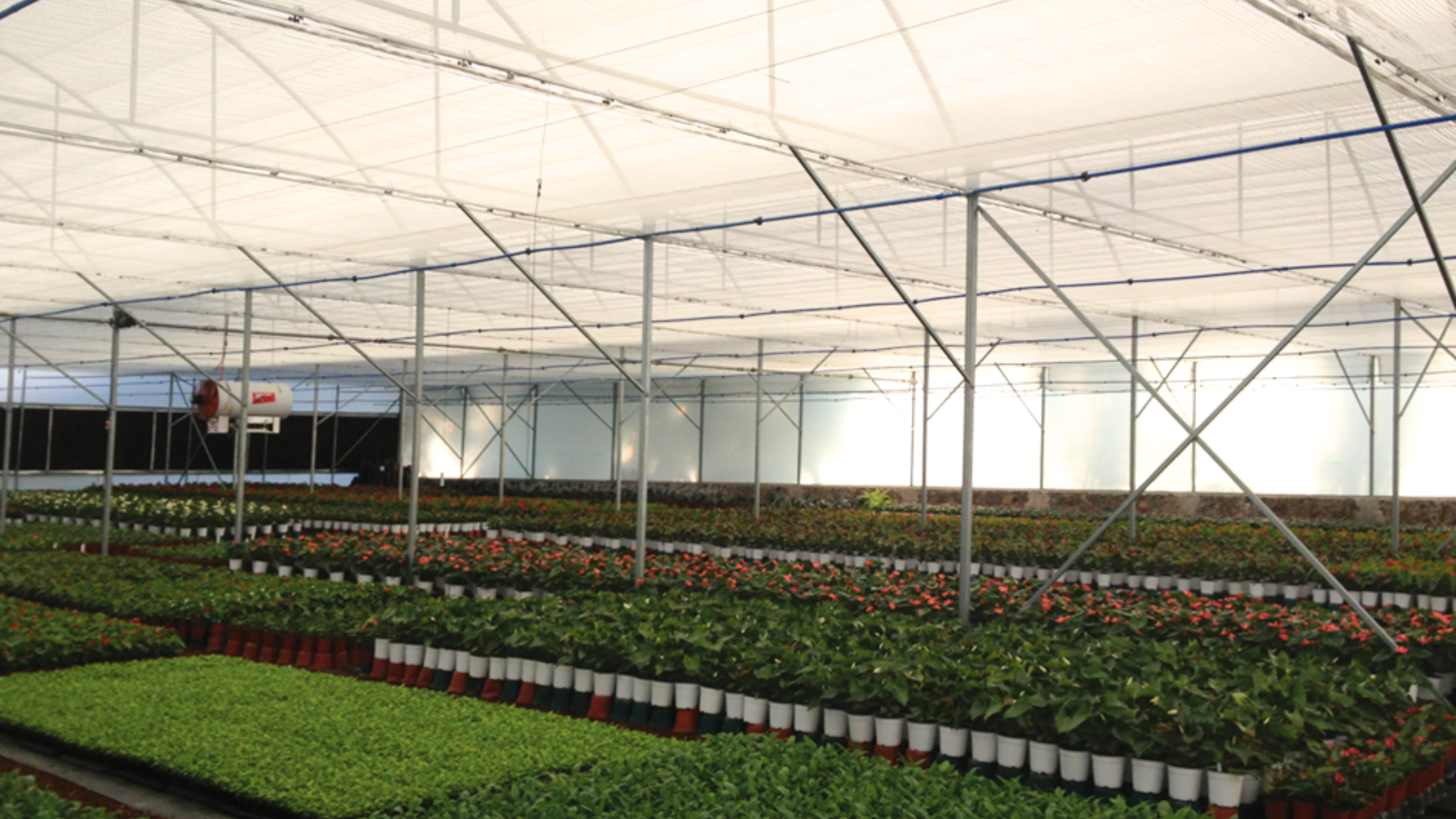 CS - Highlights - Flor y Miel - Double Screening - Mexico - Flowers.png