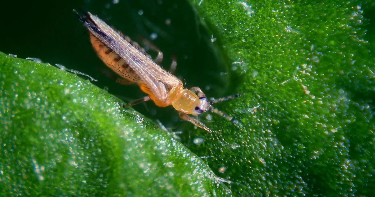 green insect closeup.webp