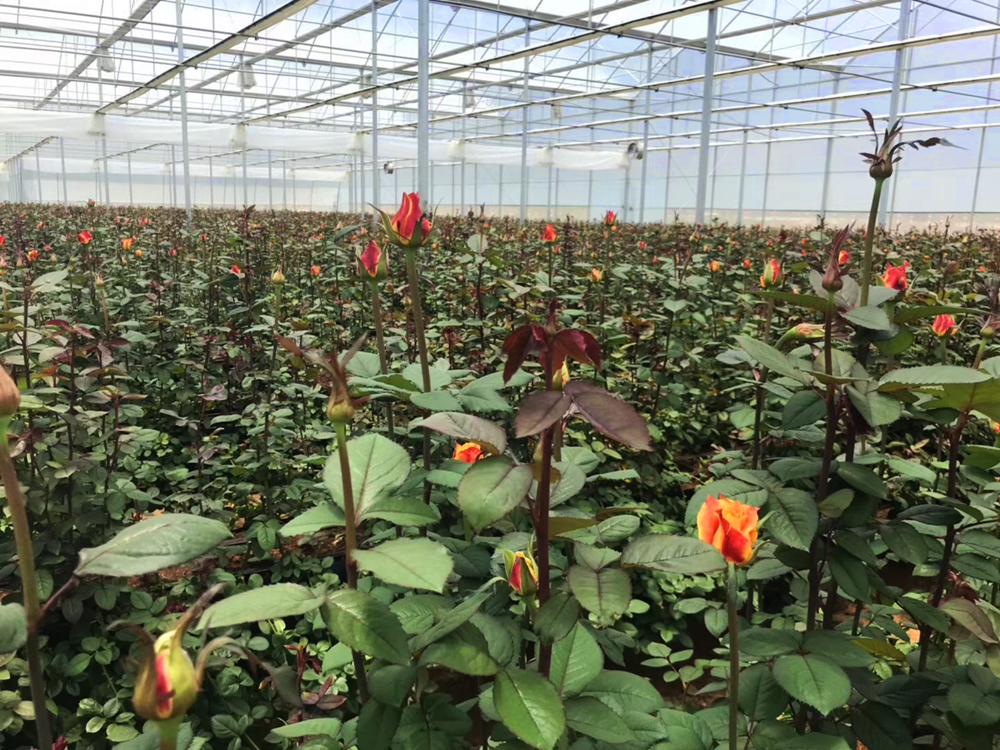 cs - breasion - plastic greenhouse intelligent.png