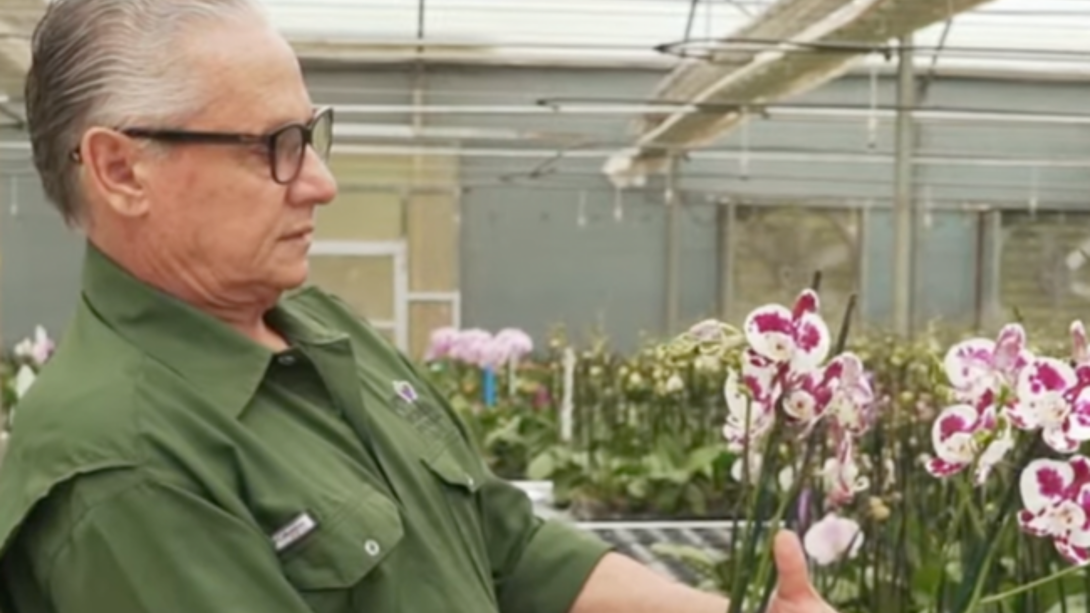 CS - Agro Orchids - Costa Rica - Phalaenopsis - Tempa - Luxous - Harmony - Obscura.png