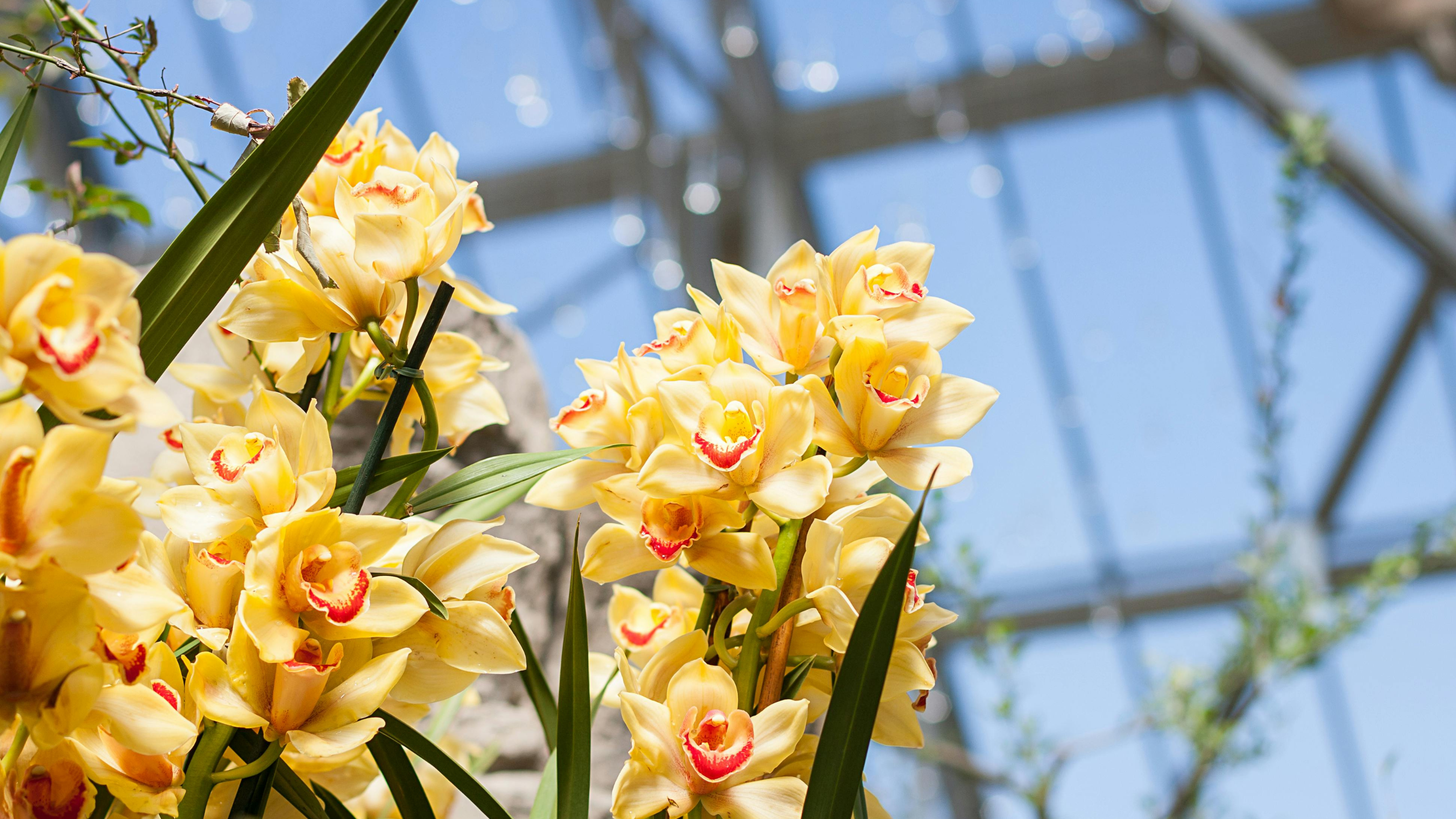 CS - Crop pages - Yellow Orchids in Greenhouse - Orchid.png