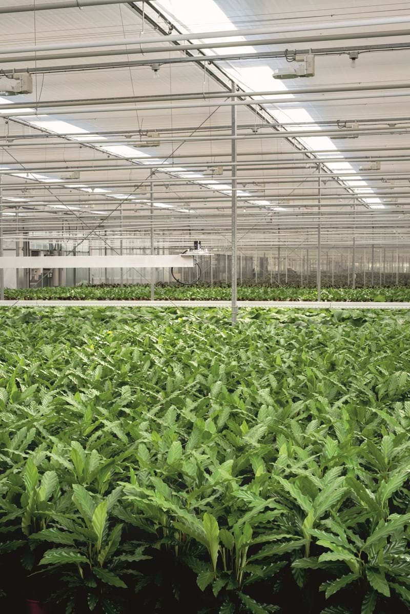 Cs2026 PARlicht NL.jpg