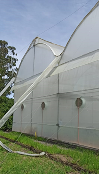 CS - Dummen Orange Colombia 3.png