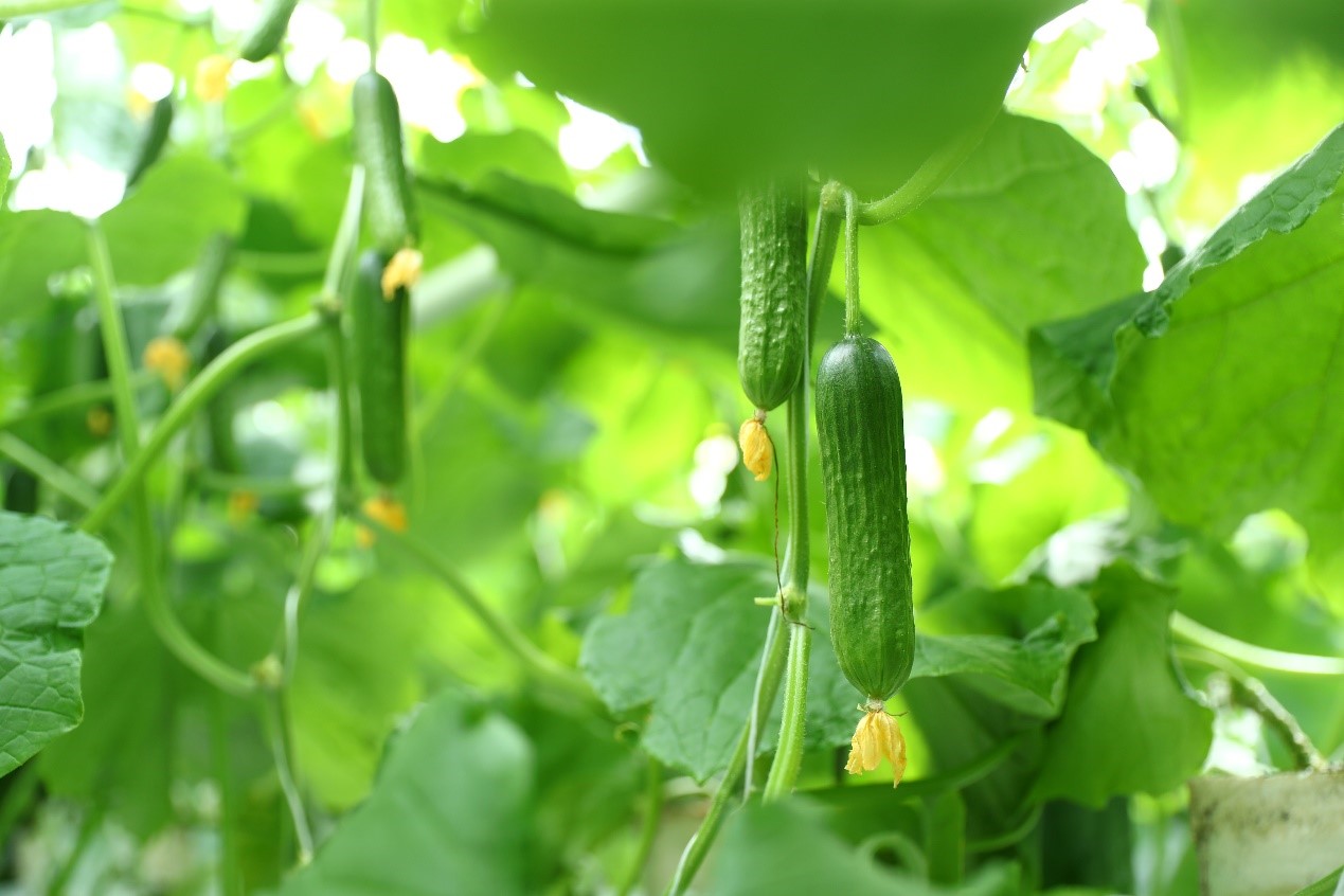 cs - youyou - china.jpg