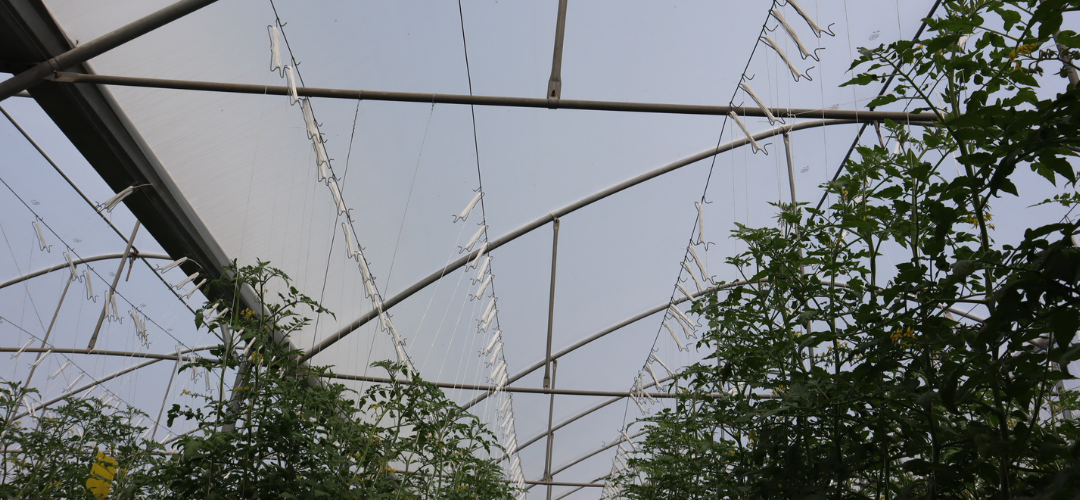 CS - Frutos de Jalisco - Insect net - Tomato - Mexico