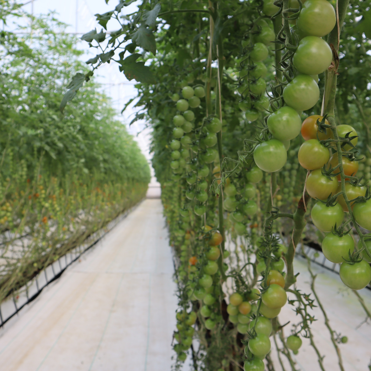 Frutos de Jalisco_social media_1.png