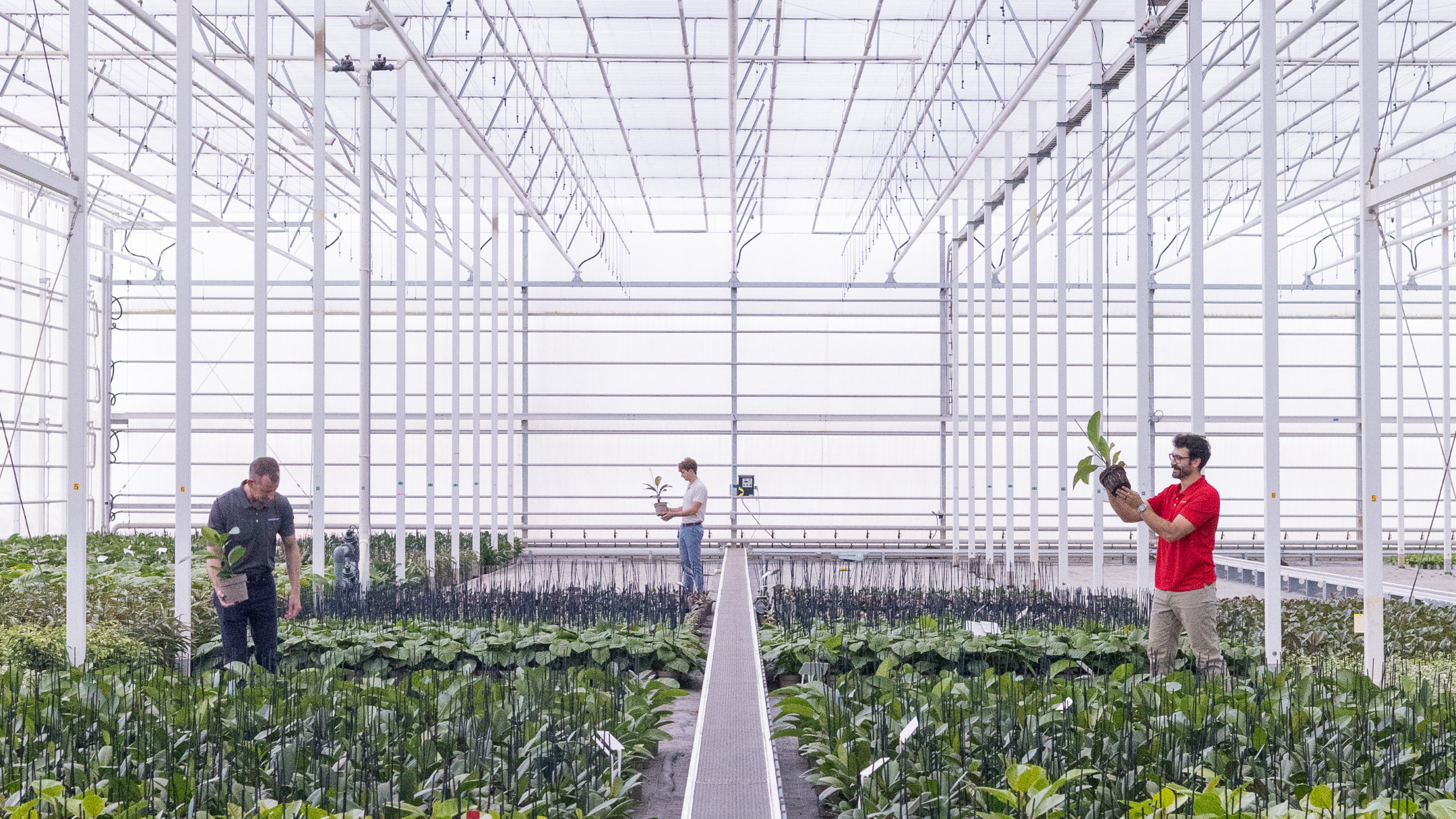 CS - Plant Company - United States - Potplants - PARperfect.png