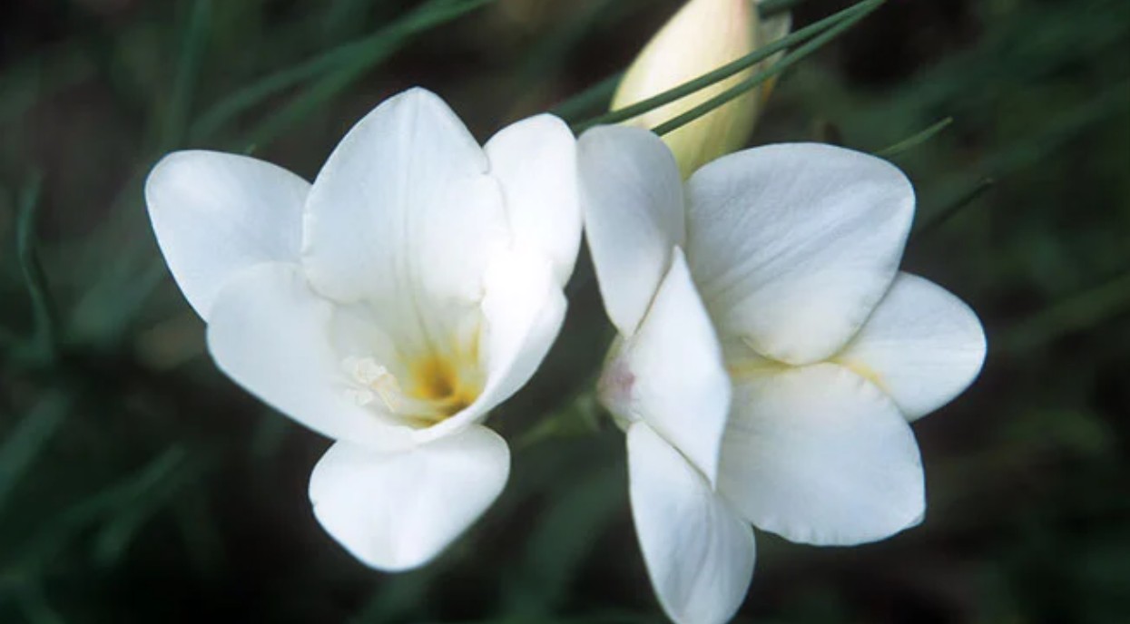cs_freesias_barendse_flowers.jpg