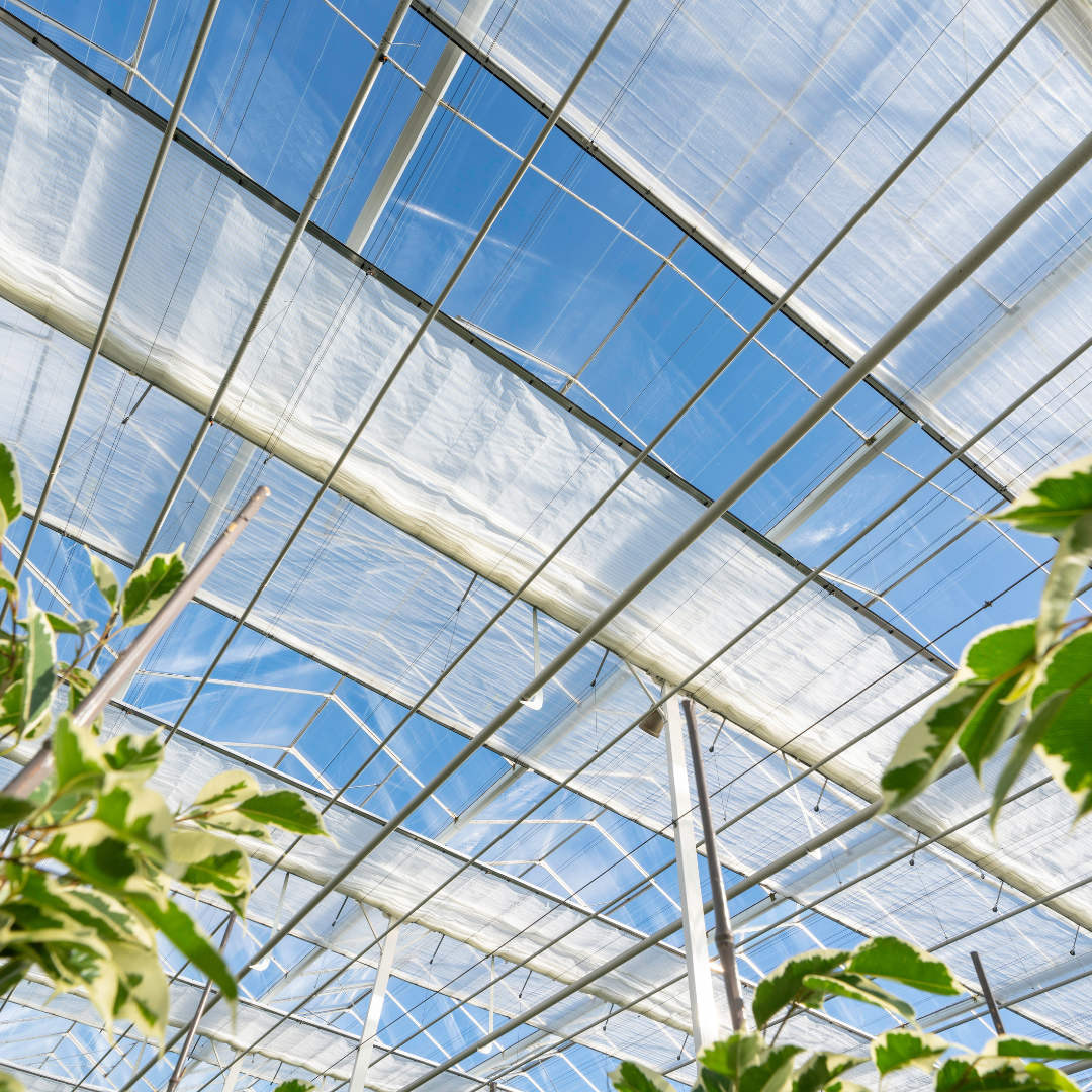 CS - Luxous - Double Screens - Netherlands