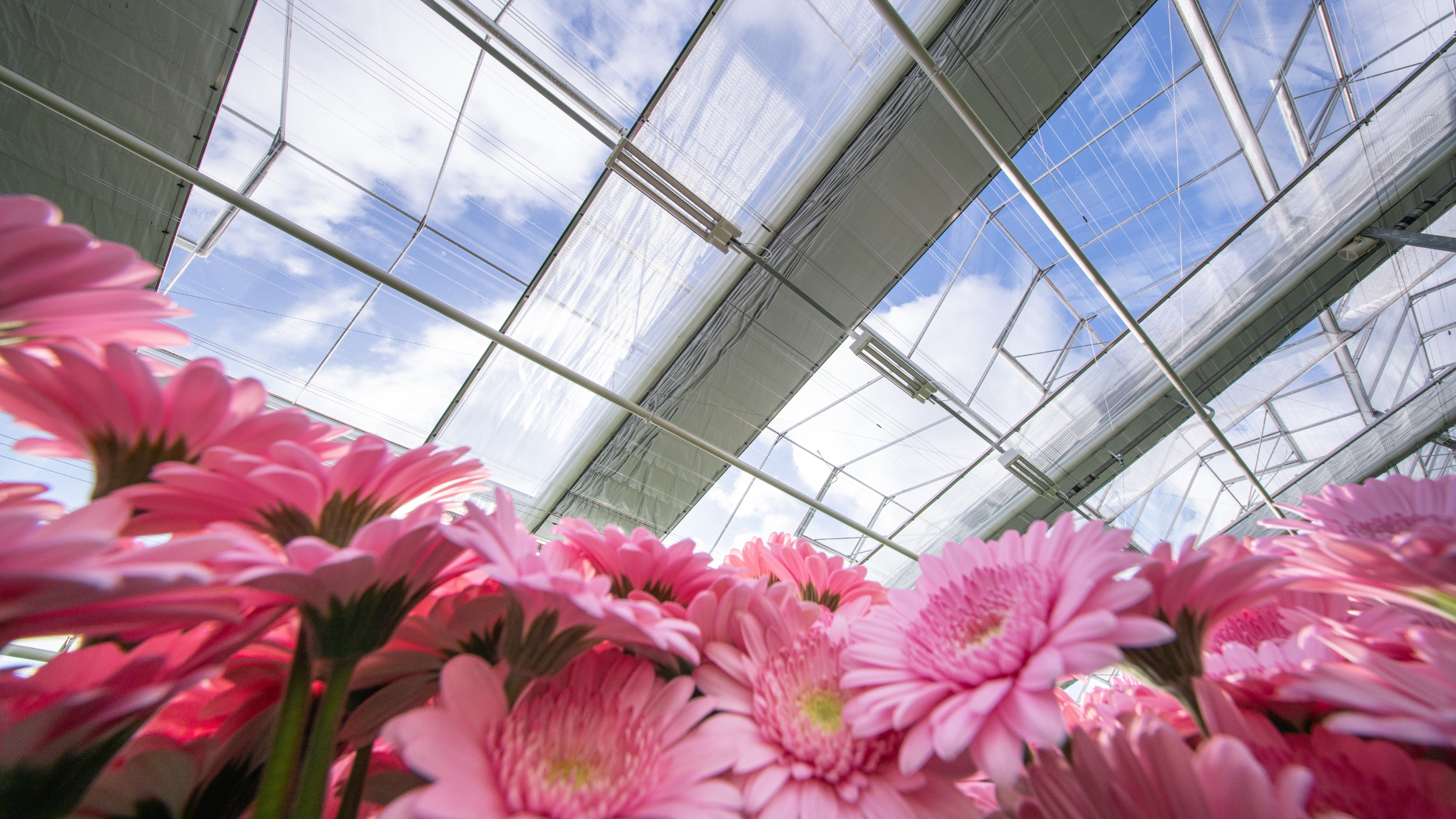 CS - EveryD Flowers - Pink Gerberas - Netherlands - 2026 - Obscura.png