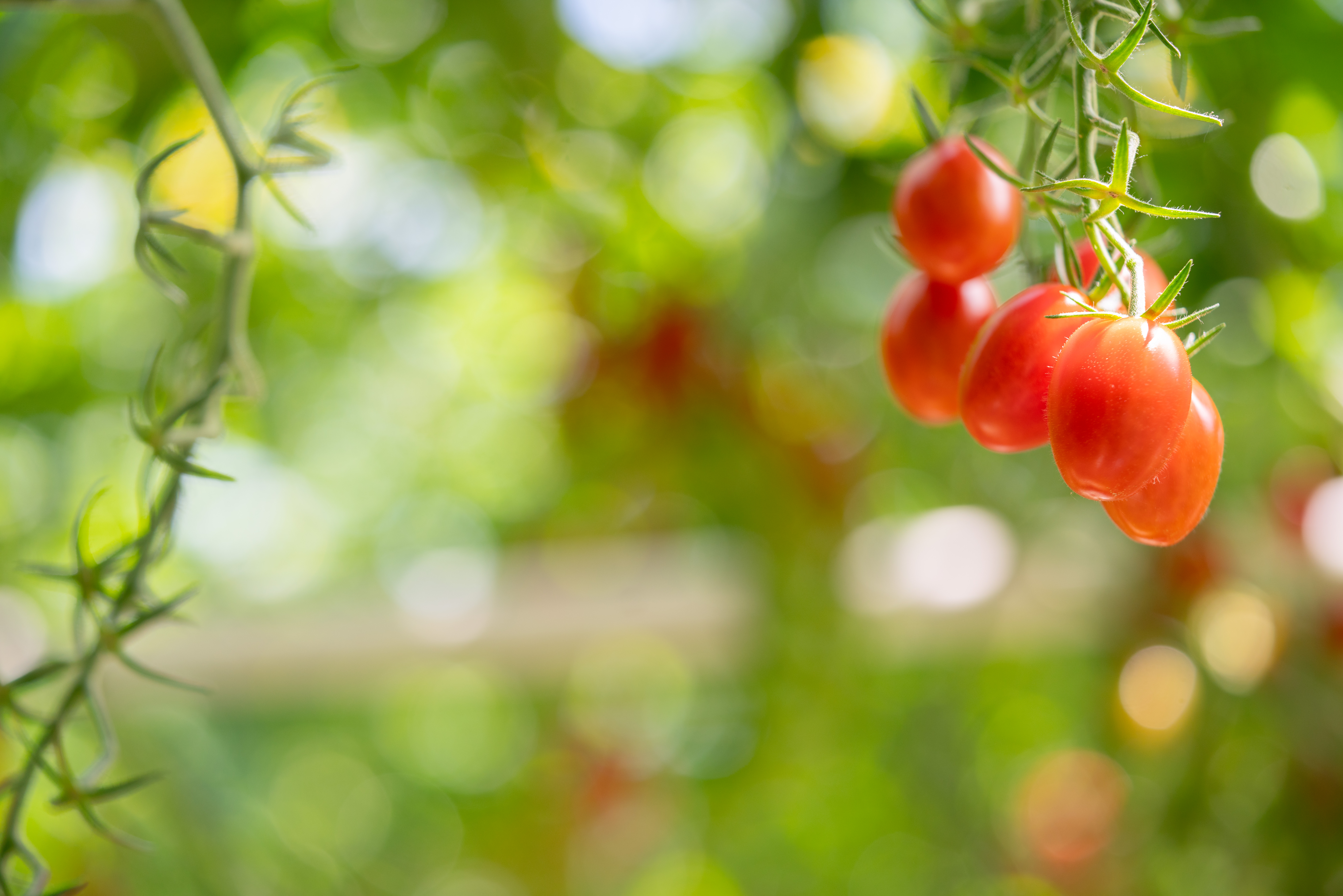 CS - TVA Farms - Netherlands - Tomatoes