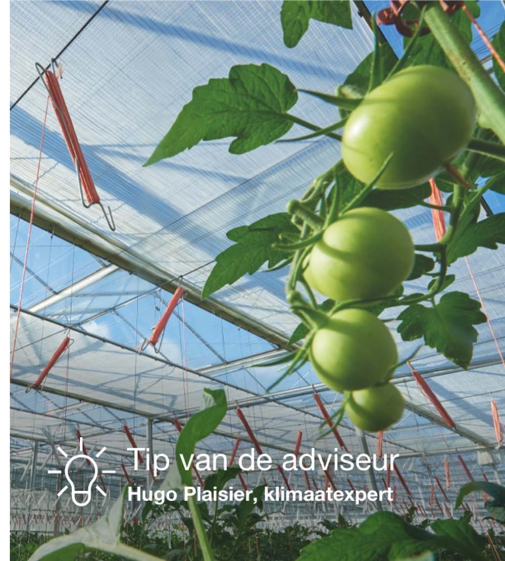 CS2026 tomaat NL.jpg