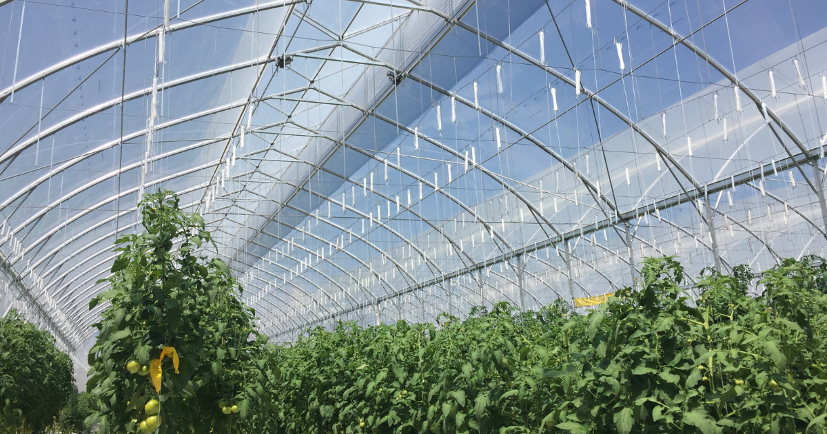 cs-el-chapoteadero-image-greenhouse bright.png