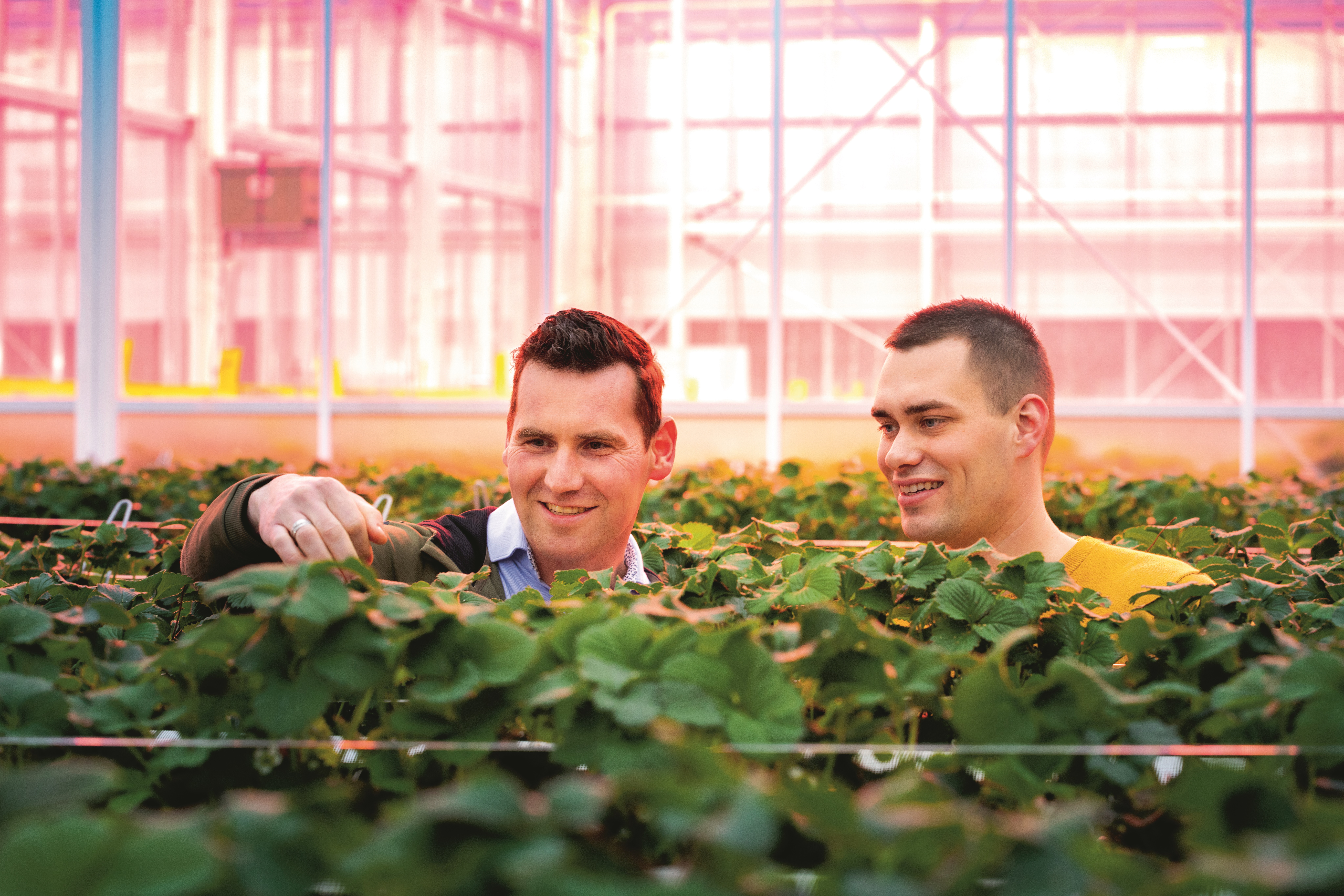 CS2026 Schermen en besparen in zachtfruit NL.jpg