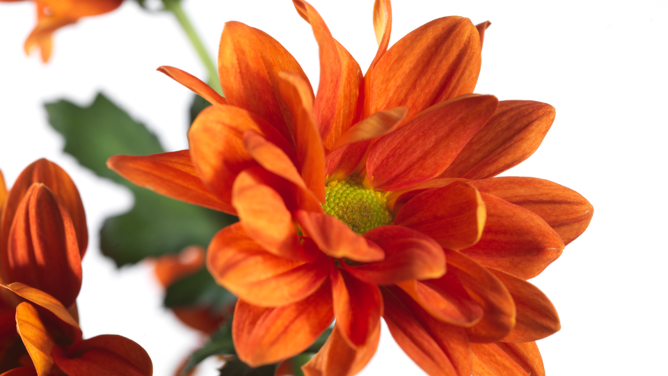 CS - Crop pages - Chrysanthemum - Flowers.png