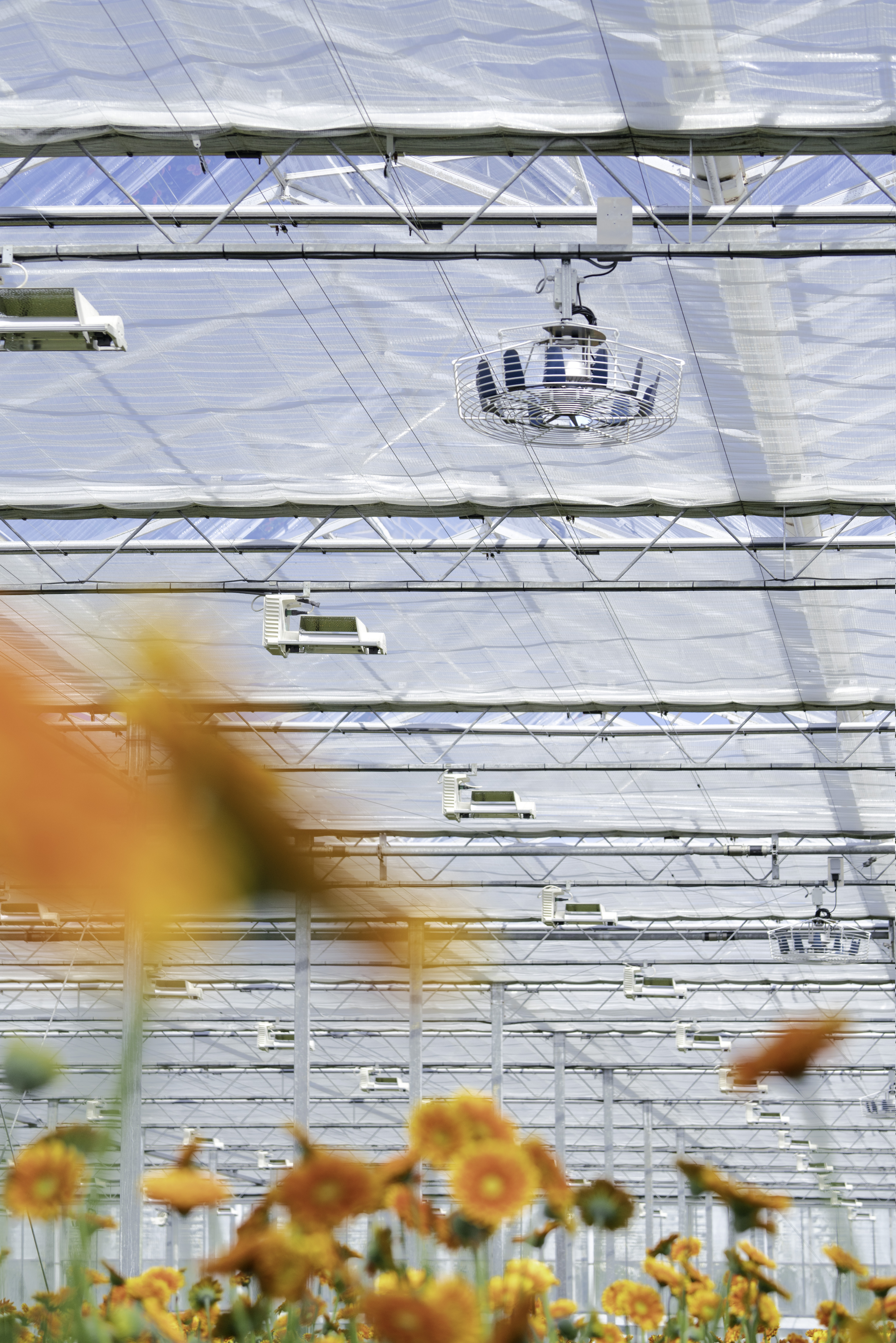 CS - ClimaFlow - Berg Gerbera - Luxous 1147 FR - High Tech Greenhouse - Netherlands