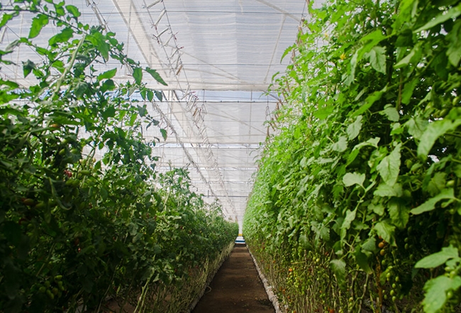 cs - naturesweet-mexico-2018-3.jpeg