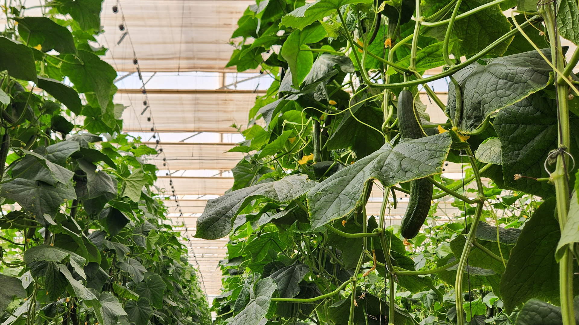 CS - Romenatur - Cucumbers - Almeria - Spain - Hot Climate Greenhouse