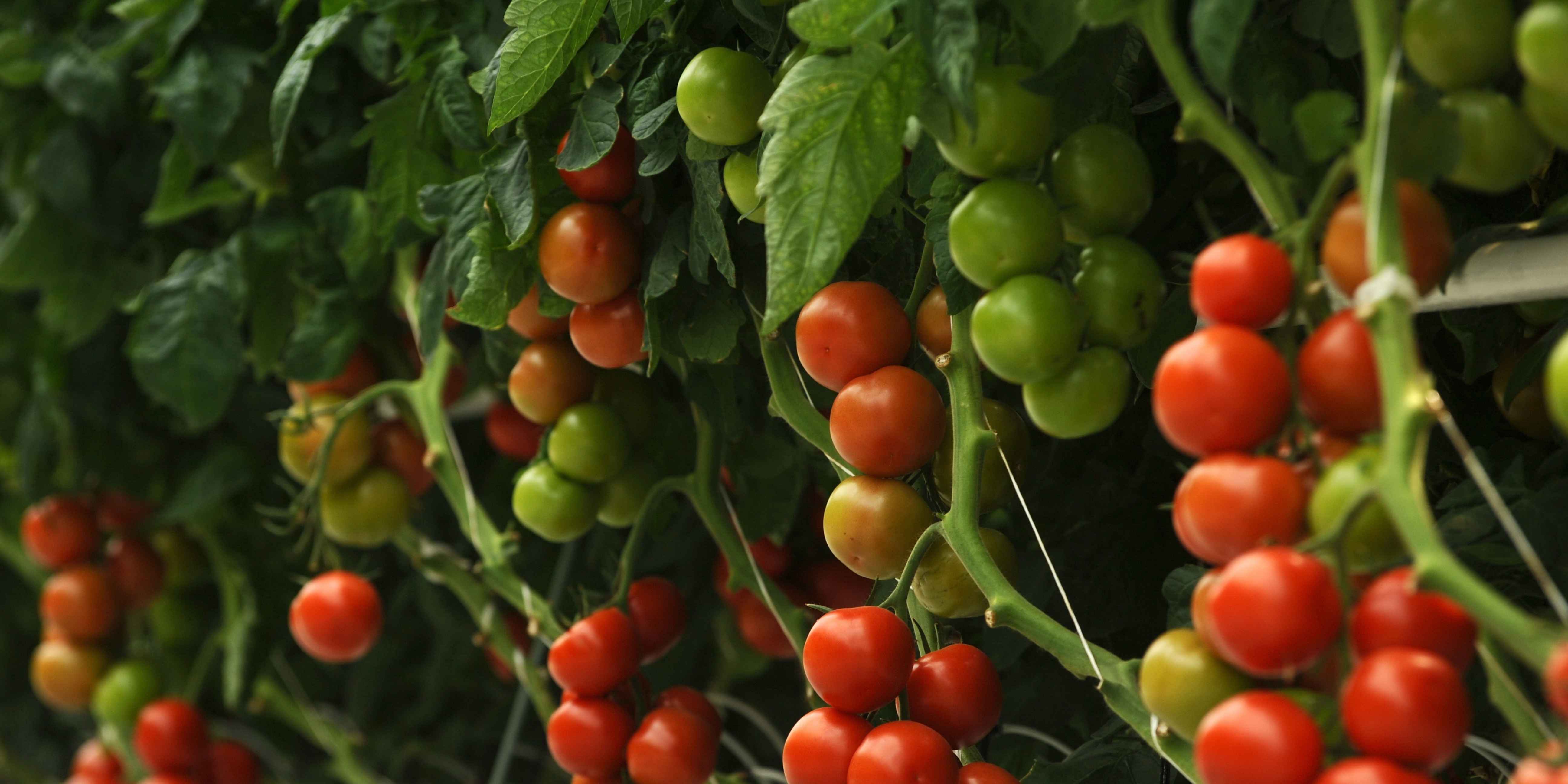 CS - highlights - cherry tomatoes - ombre tomatoes