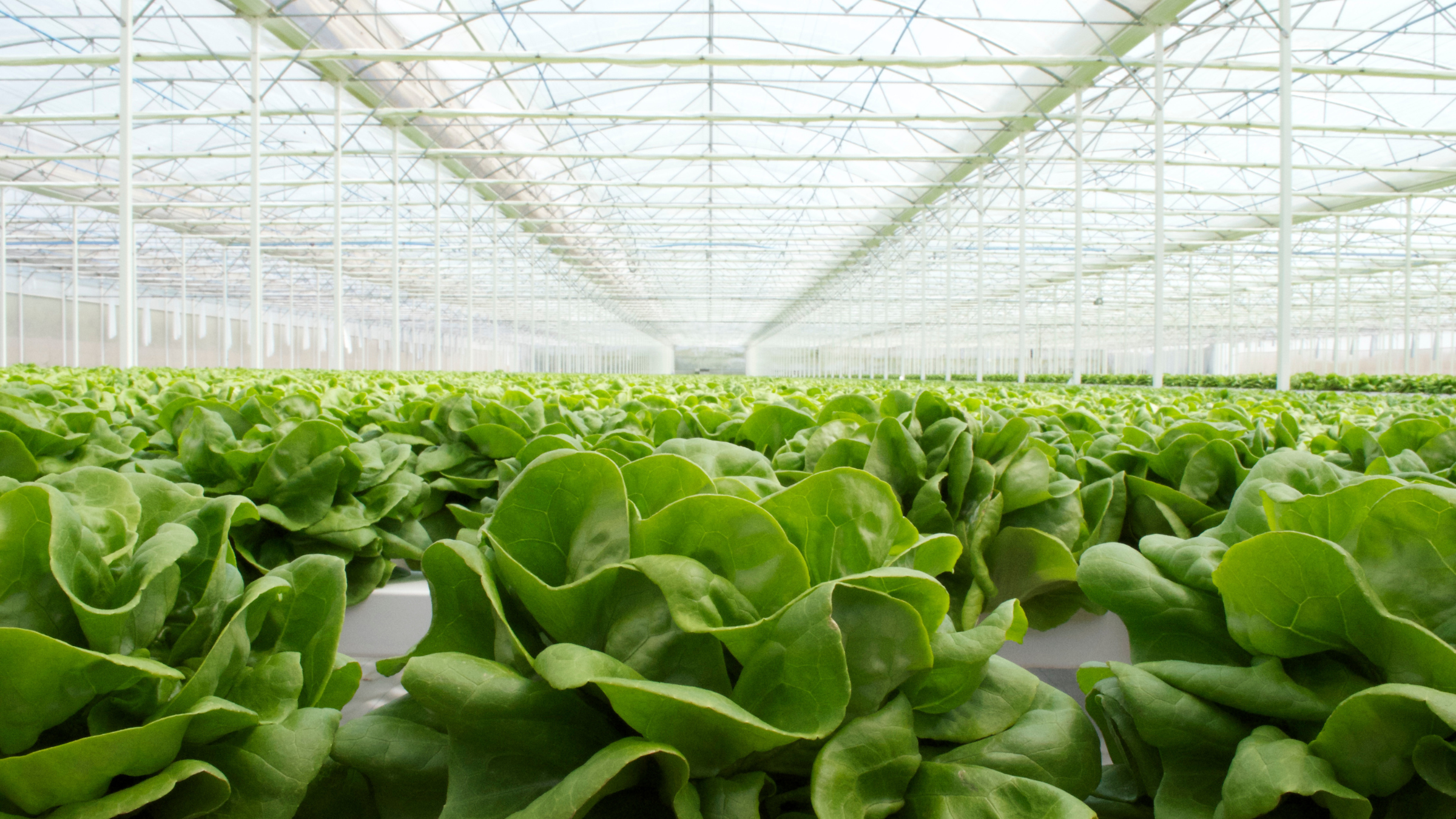 CS - Highlights - Leafy Greens - Light diffusion.png