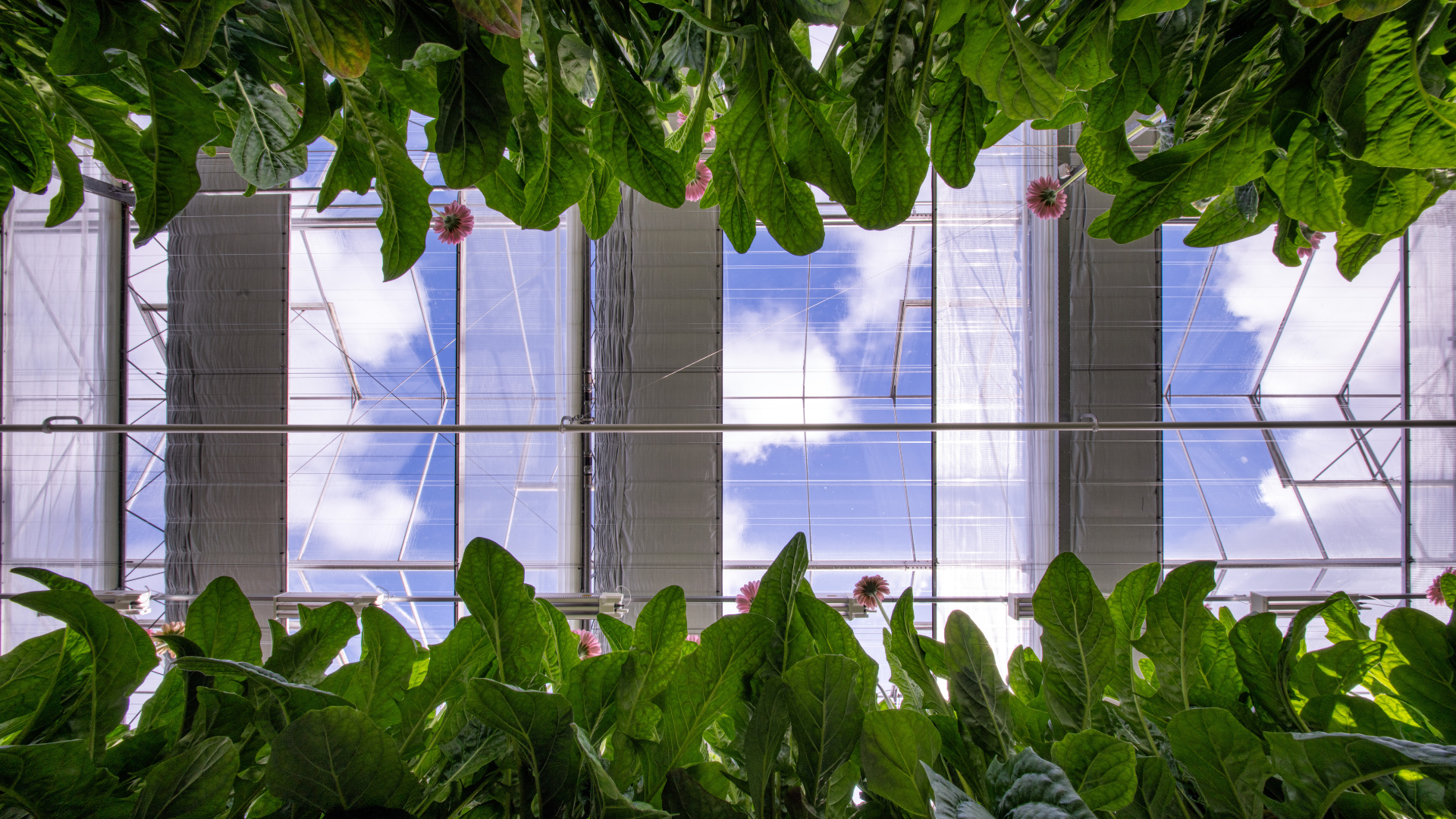 CS - Netherlands - 2026 - EveryD Flowers - Obscura 10070 WB Bw - Luxous Light - Gerberas - Grower Story.png