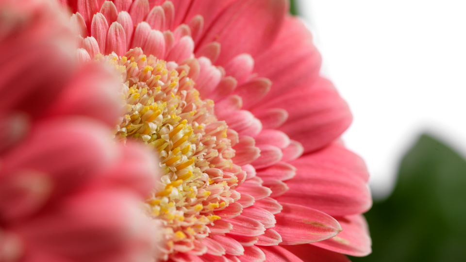 CS - Crop Pages - Thumbnails - Pink Gerbera.png