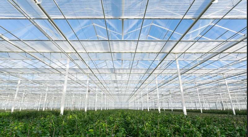 CS2026 Plantanious NL.jpg