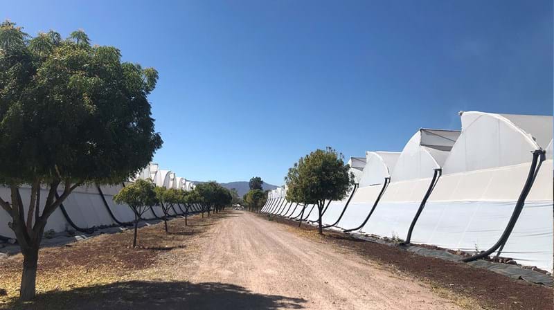 cs - Limpios del Campo.jpg