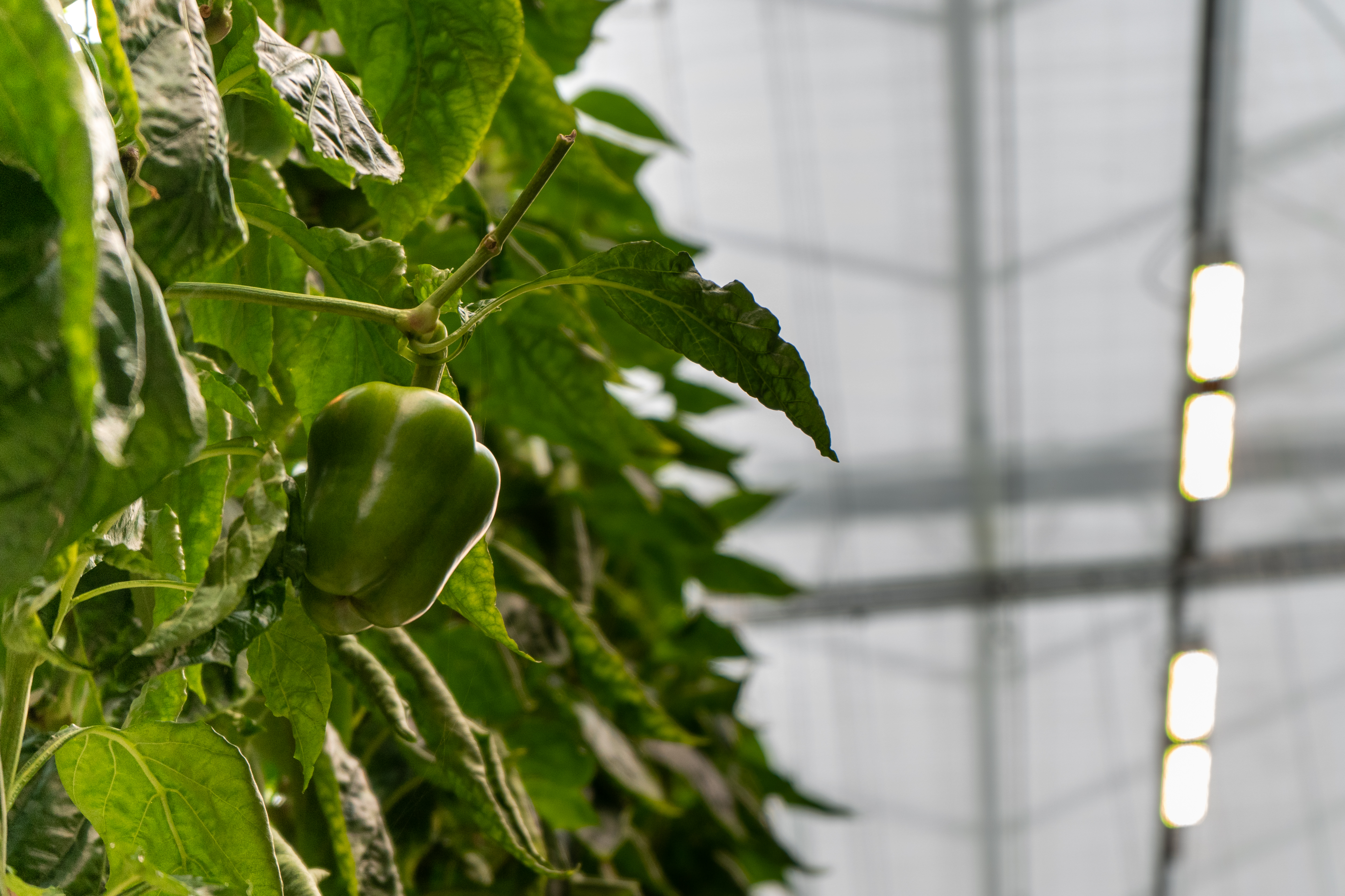 CS - Peppers - Allegro Acres - Canada - Luxous 1147 FR - Obscura 9950