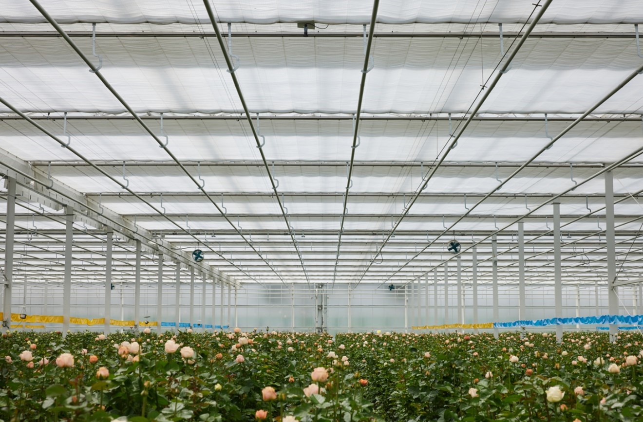 cs - first-application-of-parperfect-in-china-rose-greenhouse_img3.jpg (1)