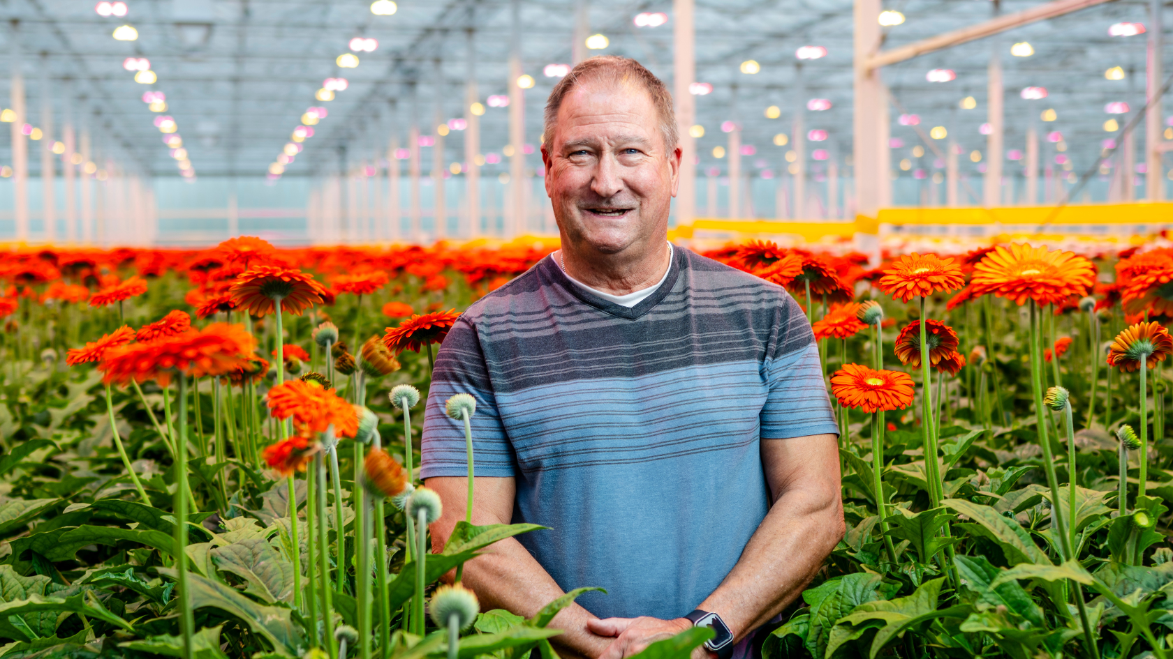 CS - Terry Pastorek - Gerbera Daisies - Hollandia - Grower.png