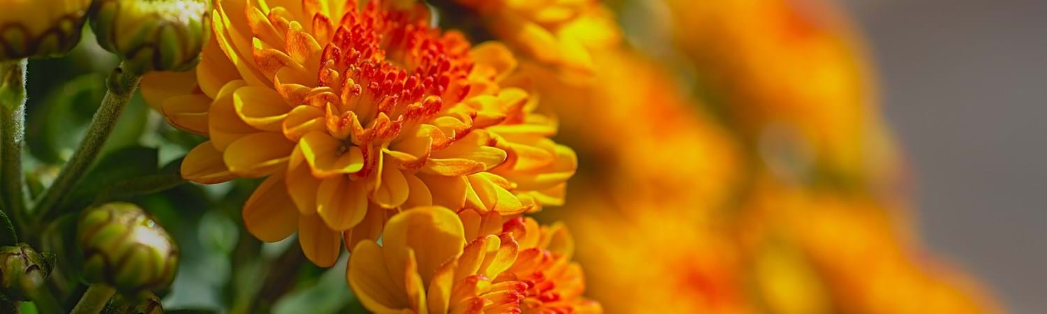 CS - Dummen Orange Colombia 6.jpg