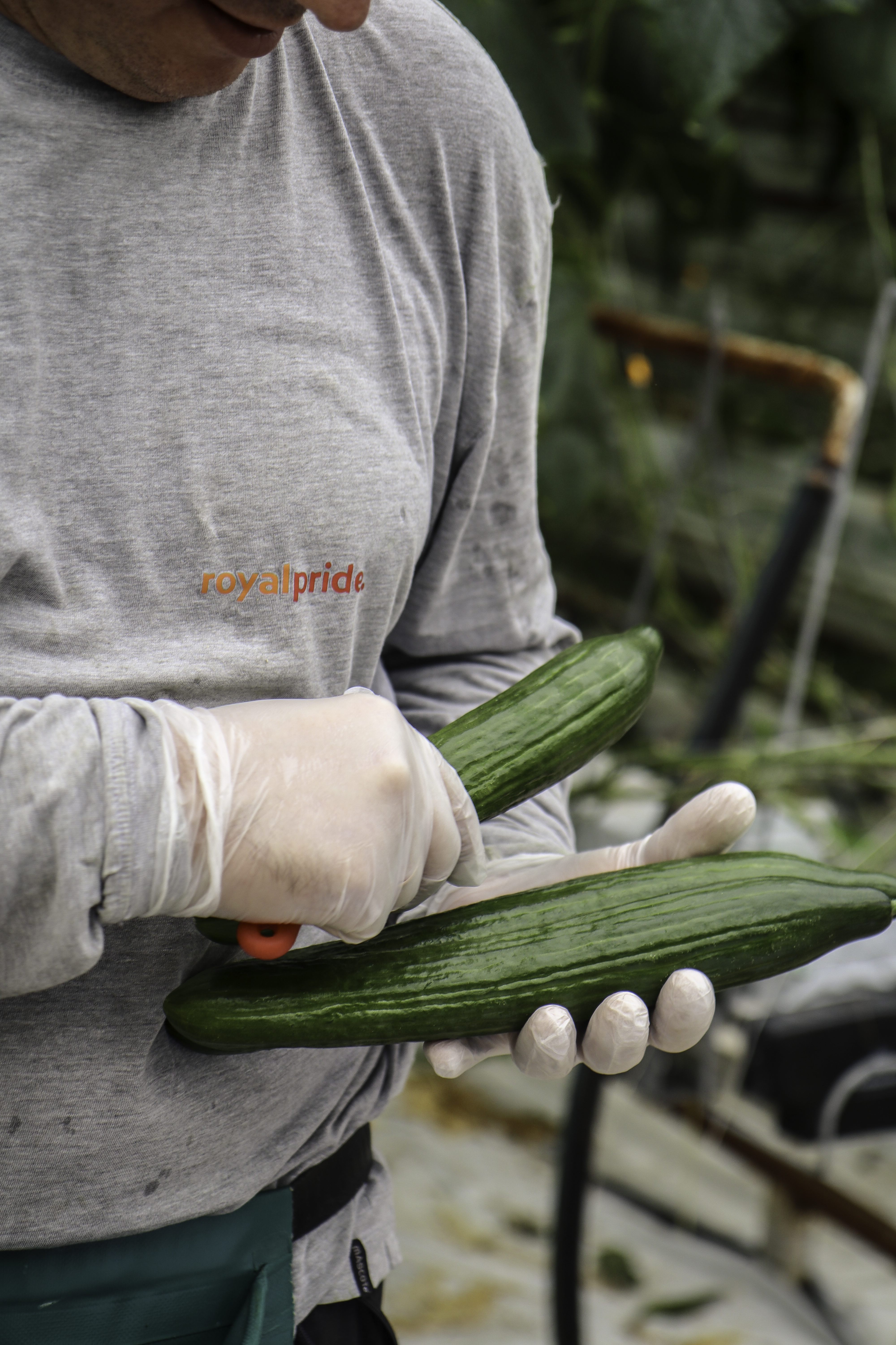 Foto Royal Pride 2.jpeg