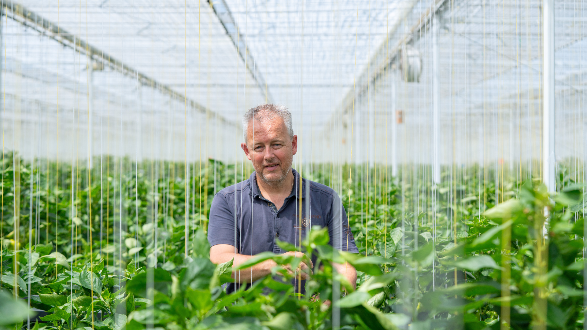 CS - 4Evergreen - Peppers - Luxous - Double Screens - Grower Photo - 2026 - Netherlands.png