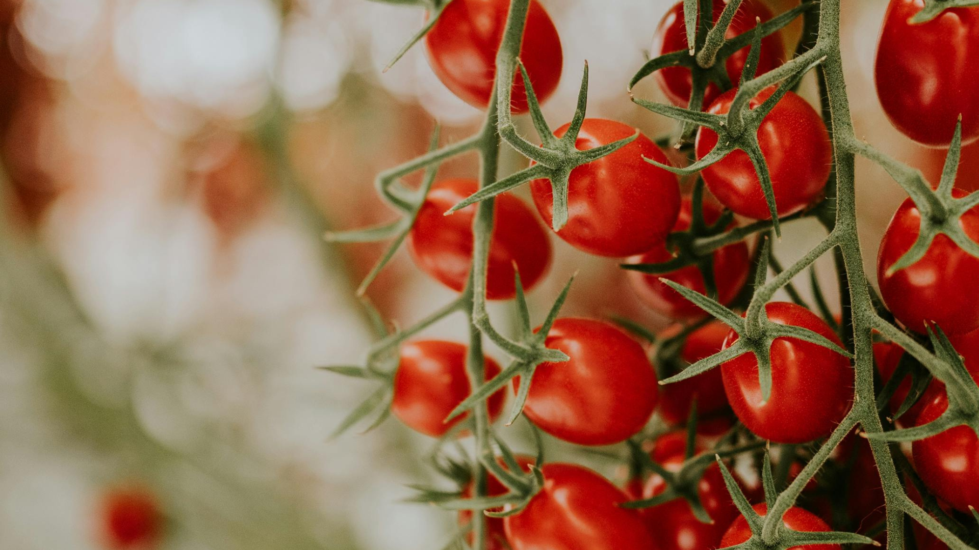 CS - Villa Santiago - Tomatoes - Mexico - 2021.png