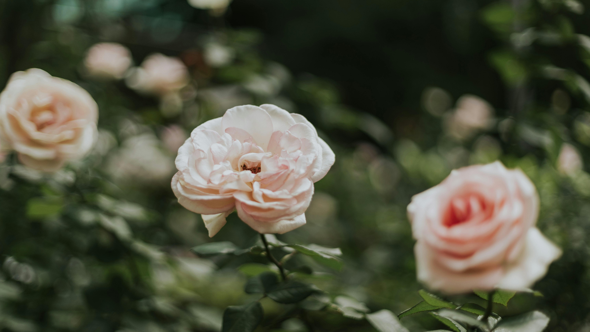 CS - Aibida - China - Mini Rose - 2020.png