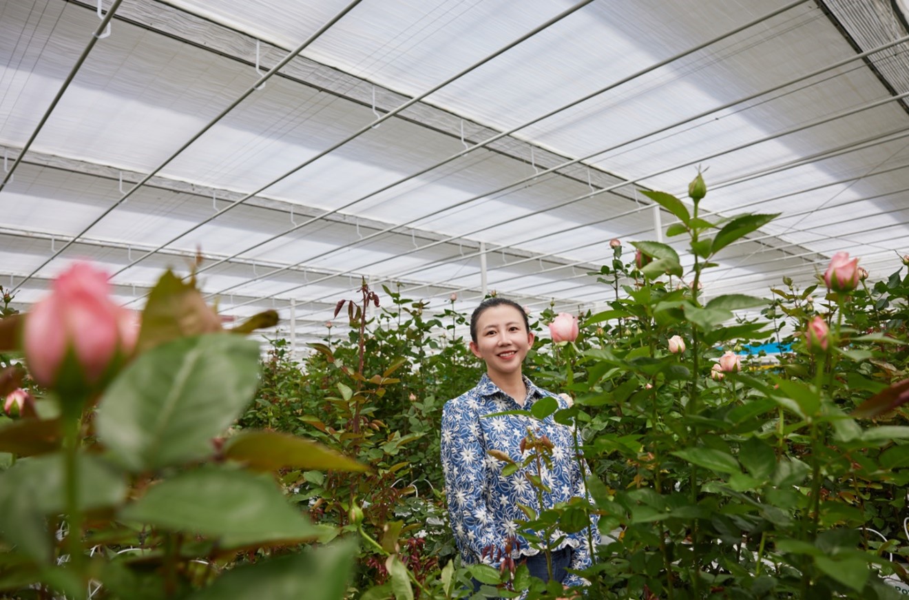 cs - first-application-of-parperfect-in-china-rose-greenhouse_img2.jpg