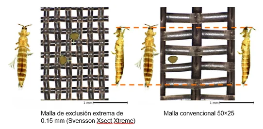 thrips abdomonal sizes.webp